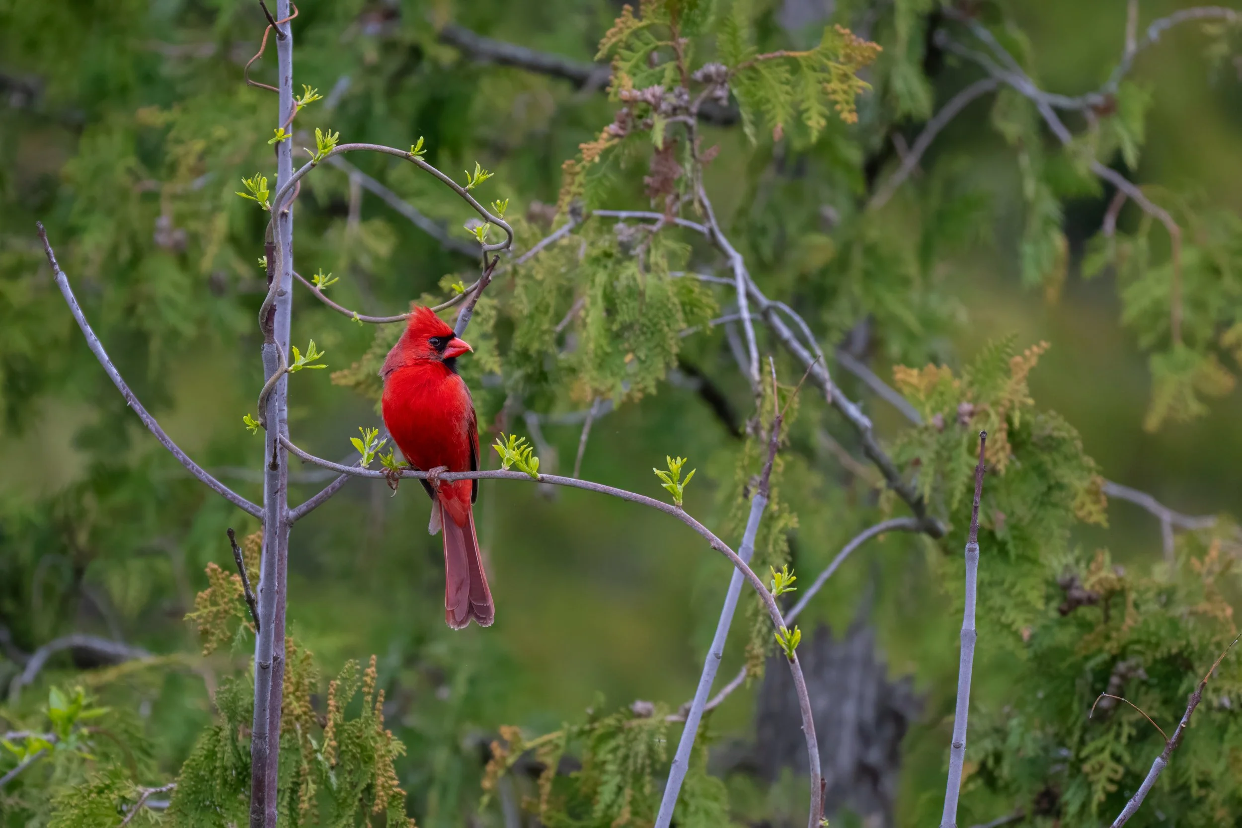 Brilliant Red