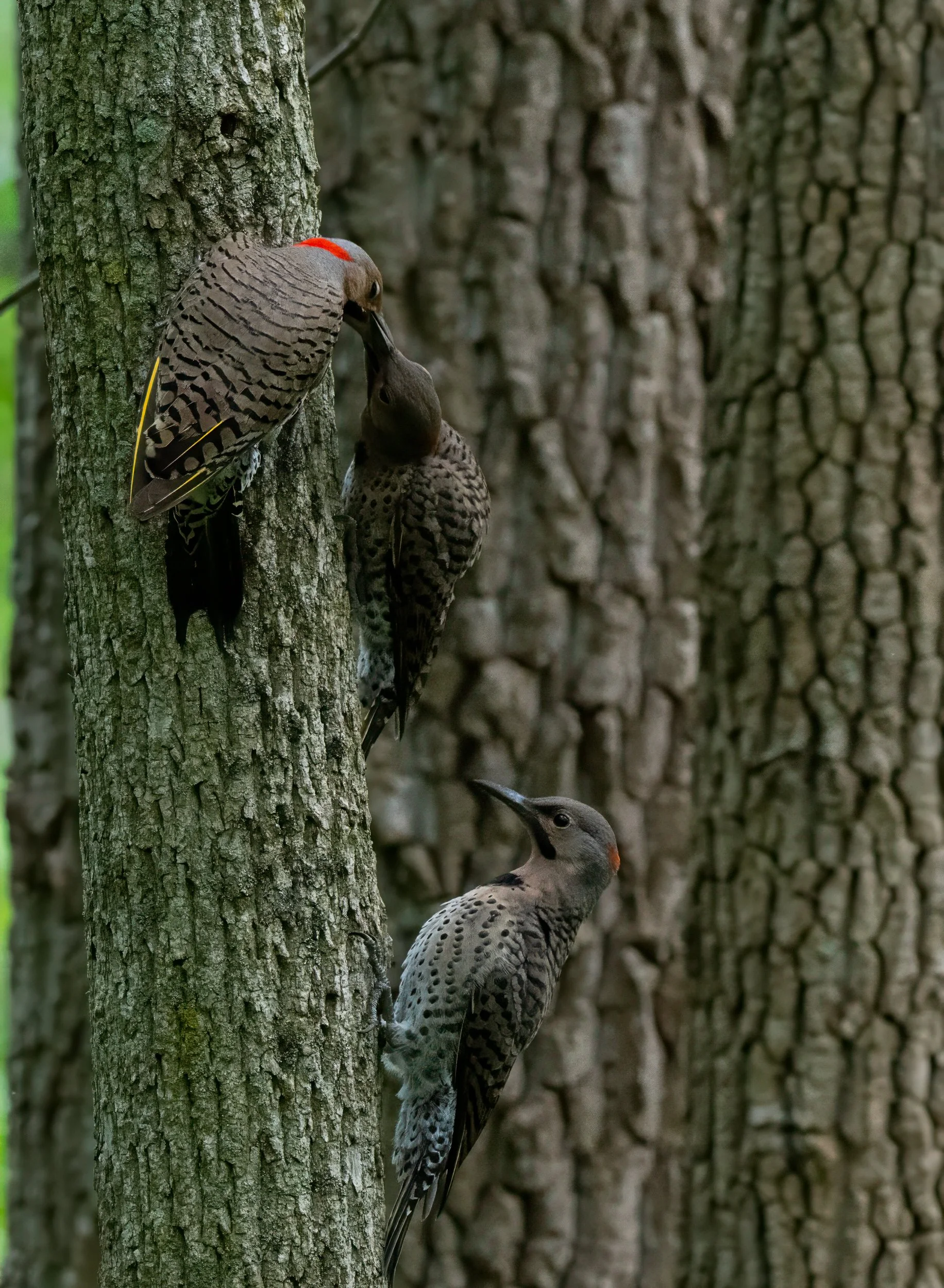 Northern Flicker Feeding