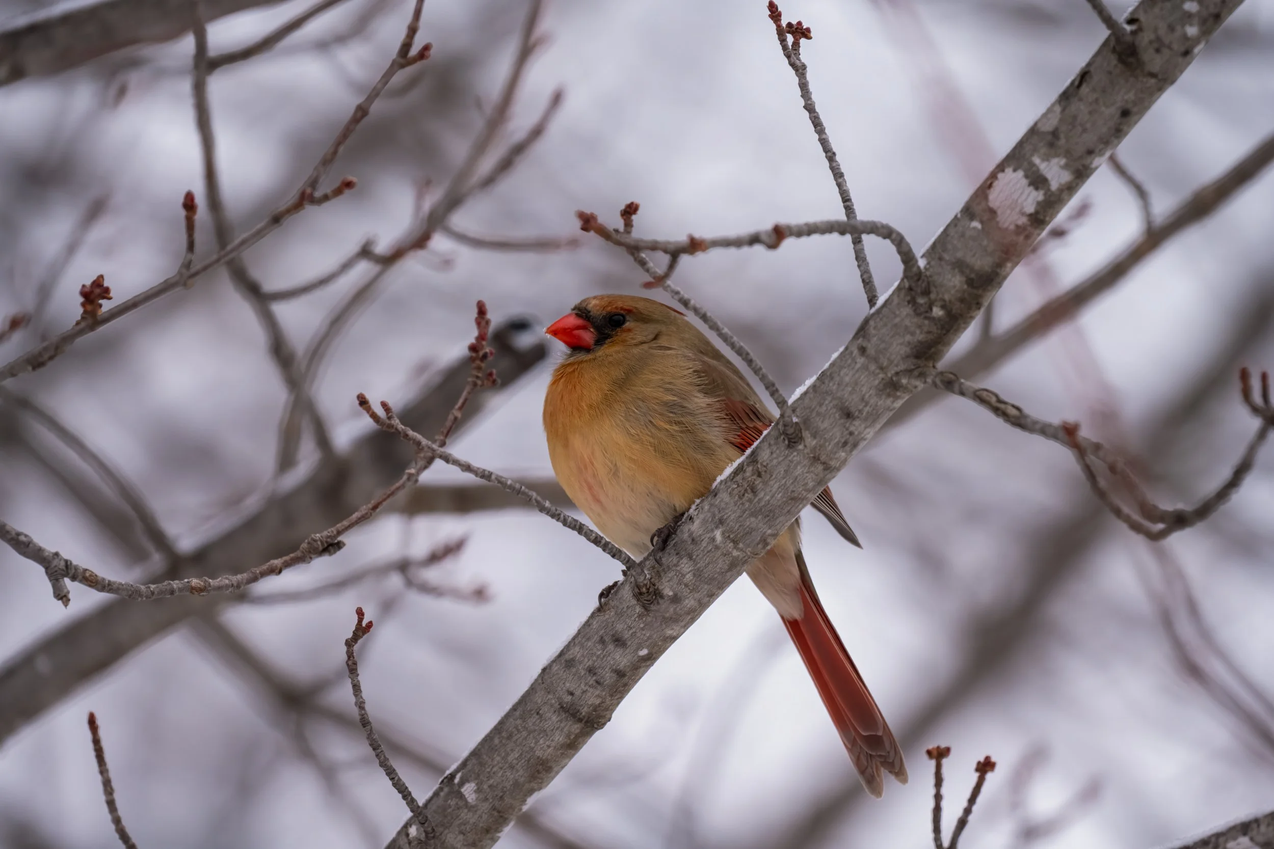 Lovely Cardinal