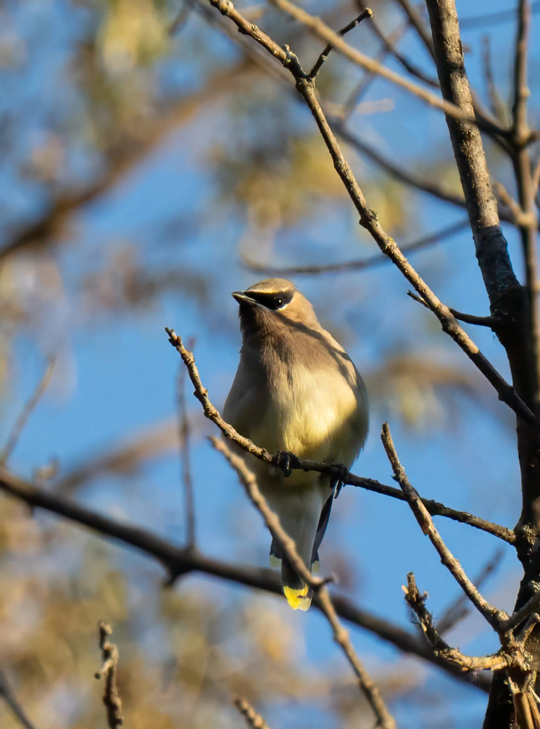 Waxwing