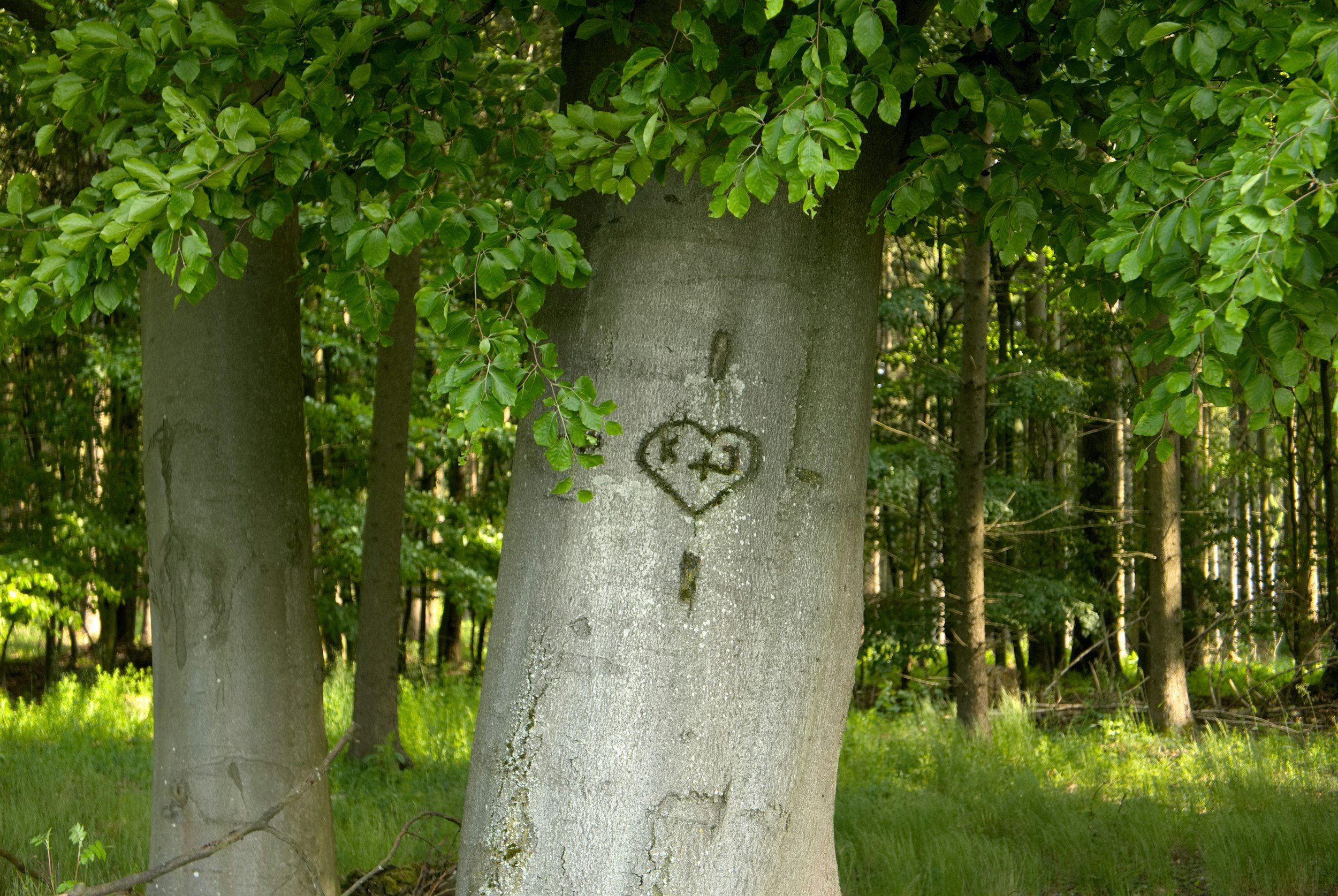 Under the Oaks: A Naturally Romantic Setting at Winterbourne