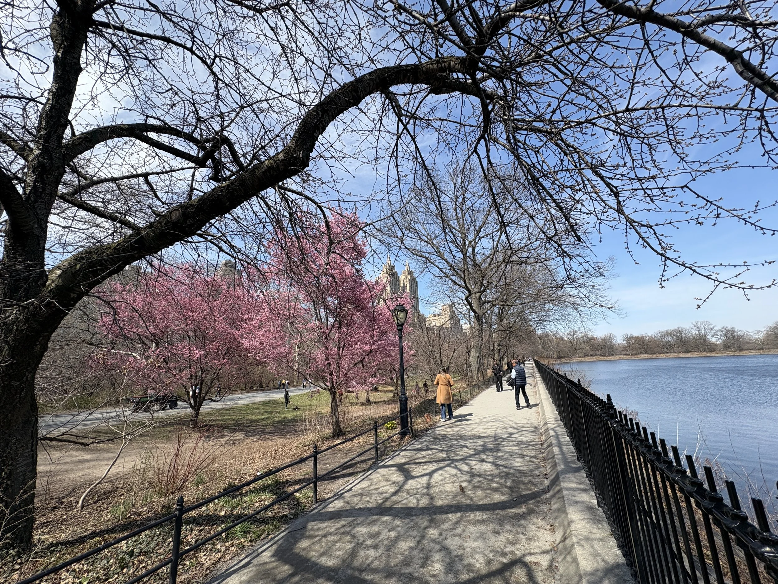 Central Park Camino: A Fundraiser for Wonder Aloud
