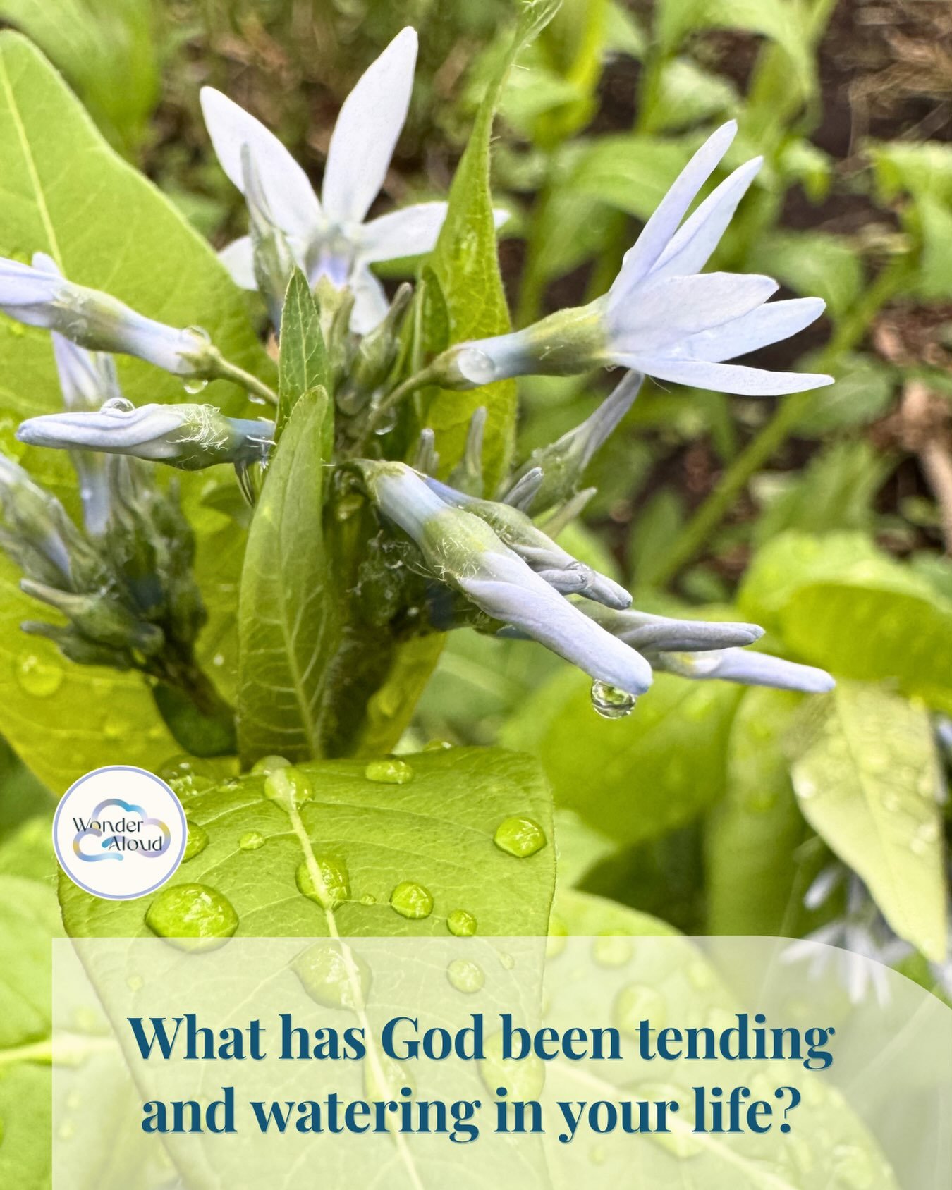 ✨As we take a moment to notice and capture the beauty around us, a question we&rsquo;ve been reflecting on is 

✍️ What has God been tending and watering in your life?

#wonderaloud #reflection #tending #growth #discovery
