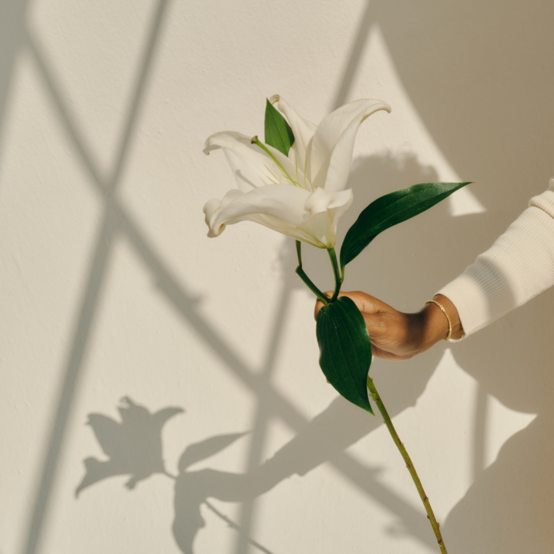 A person holding a white lily flower with green leaves in front of a white wall and shadow of the flower and person's hand on the wall.