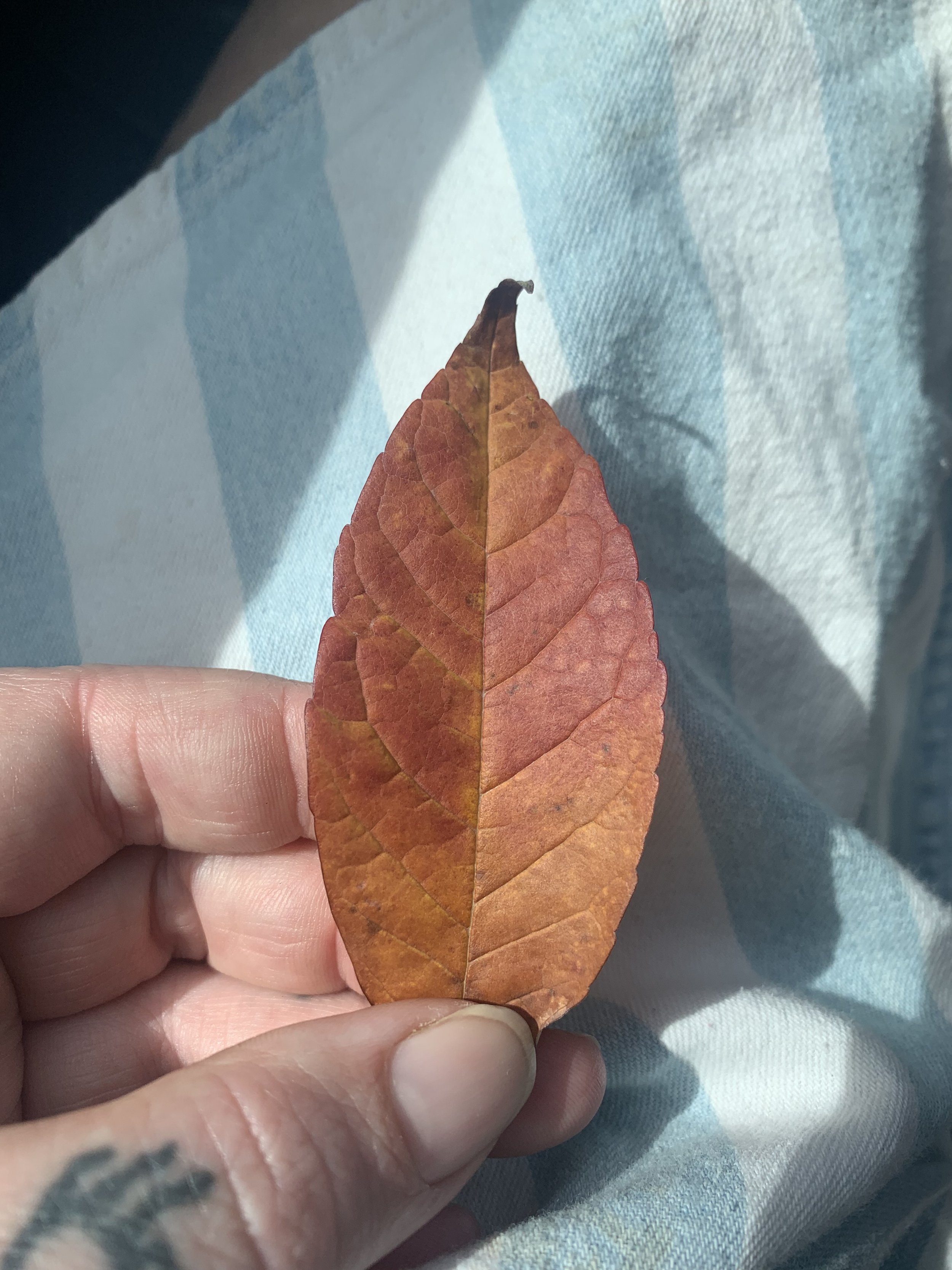 IMG_0167.jpeg
