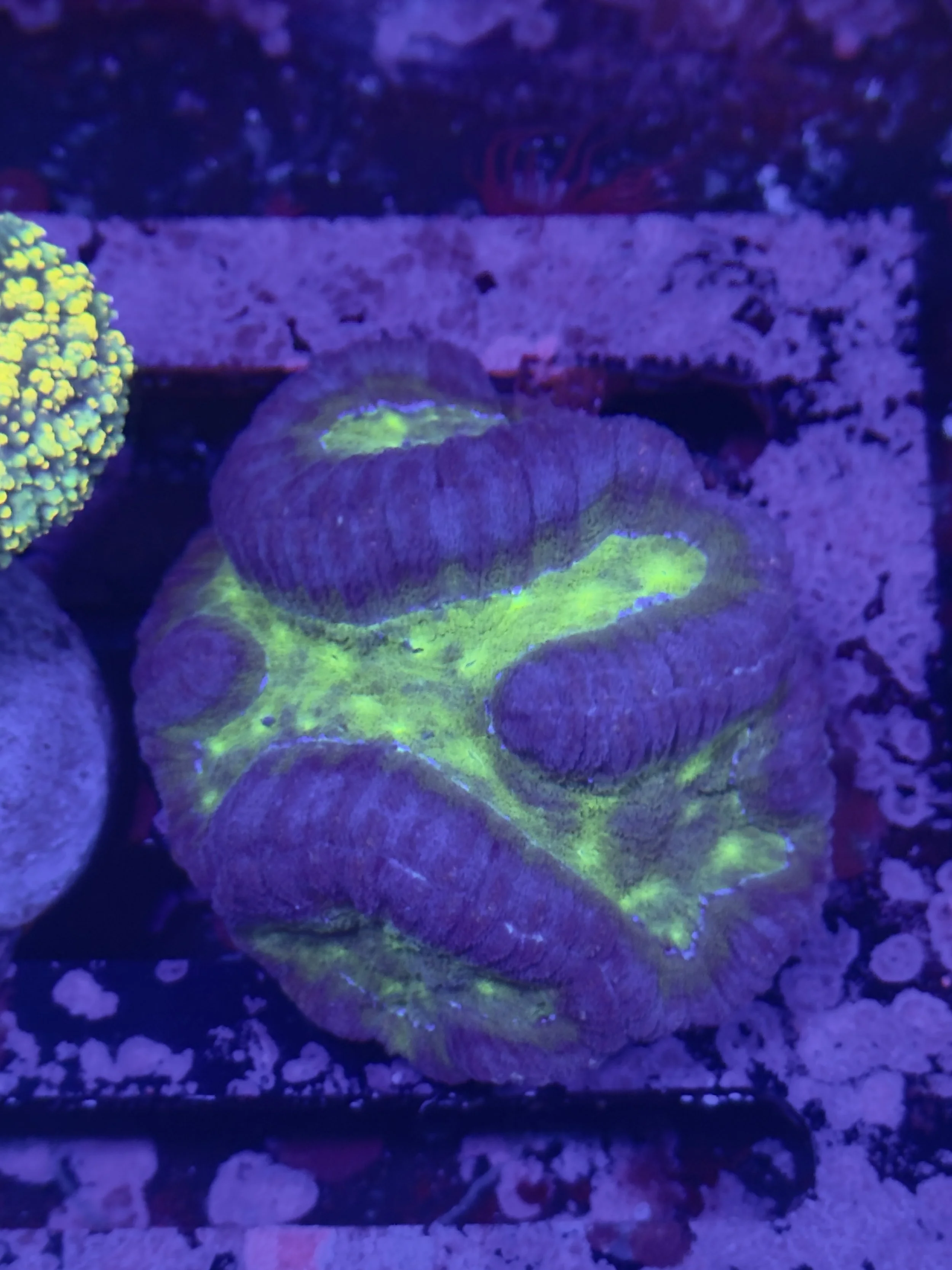 Blue/ Green Symphyllia