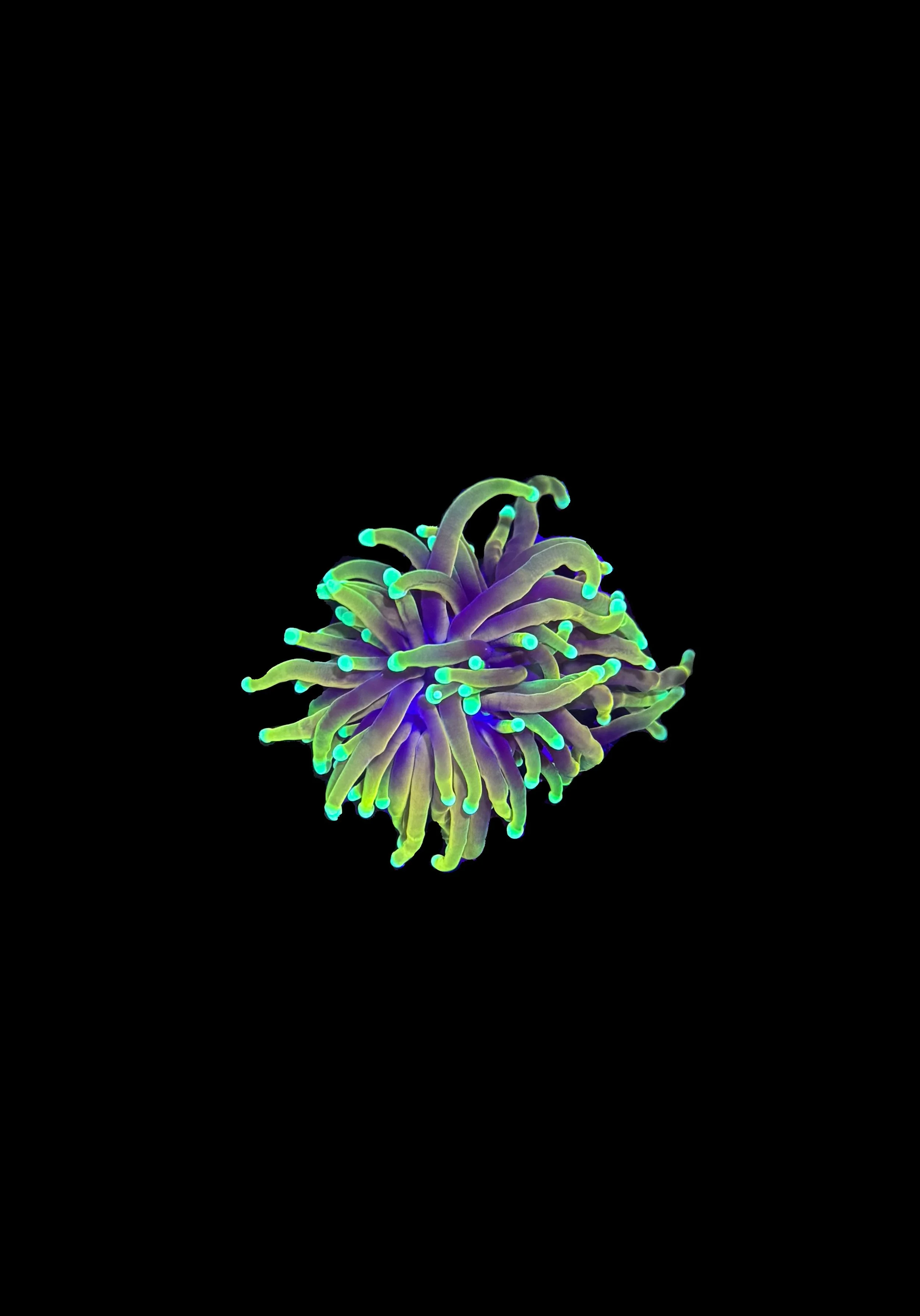 731599EA-AFDF-4F6C-AFA9-869BD8DF0389.jpeg