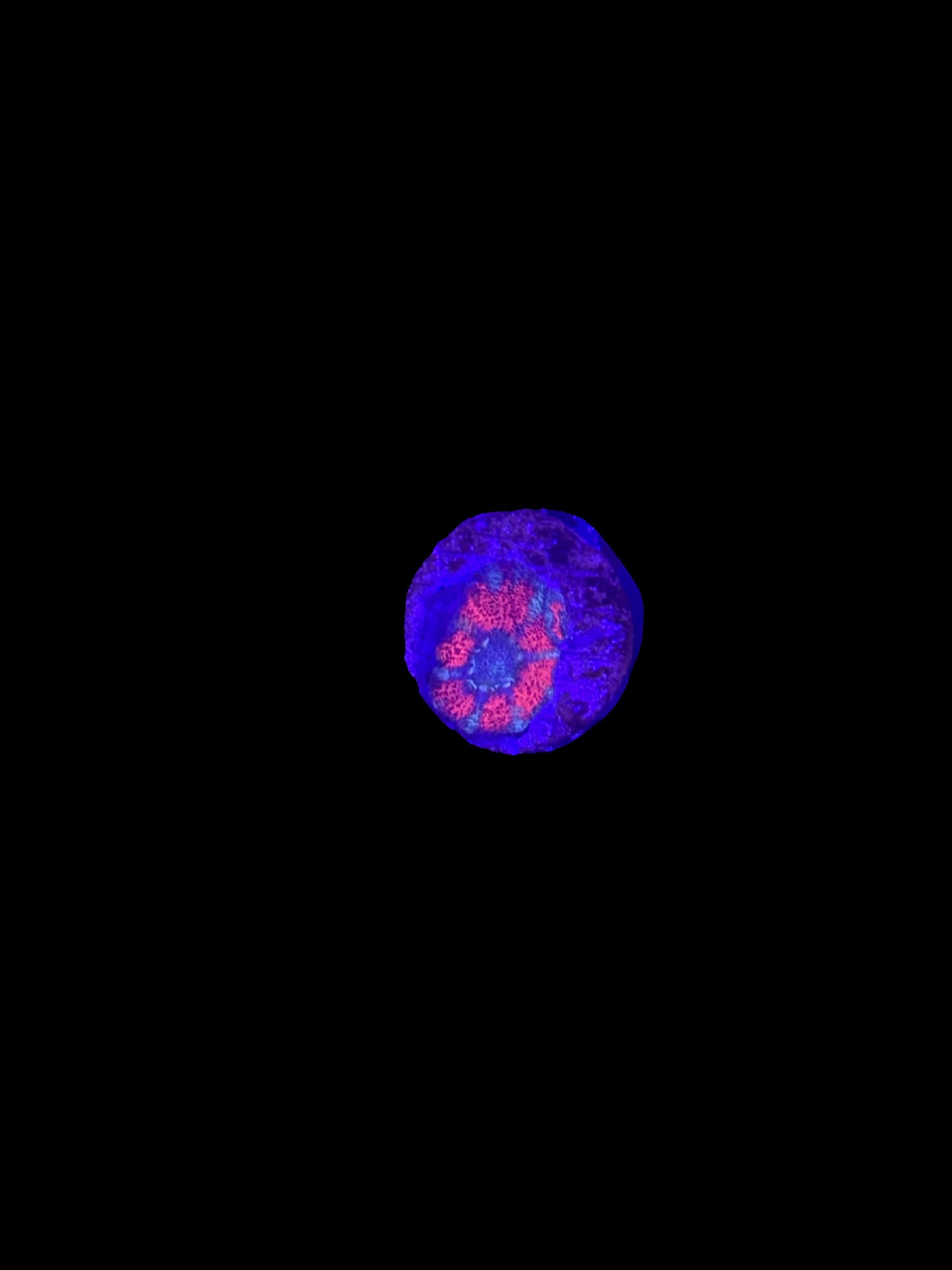 88159D3B-4EFF-4888-A3F7-07B33AAF7E46.jpeg