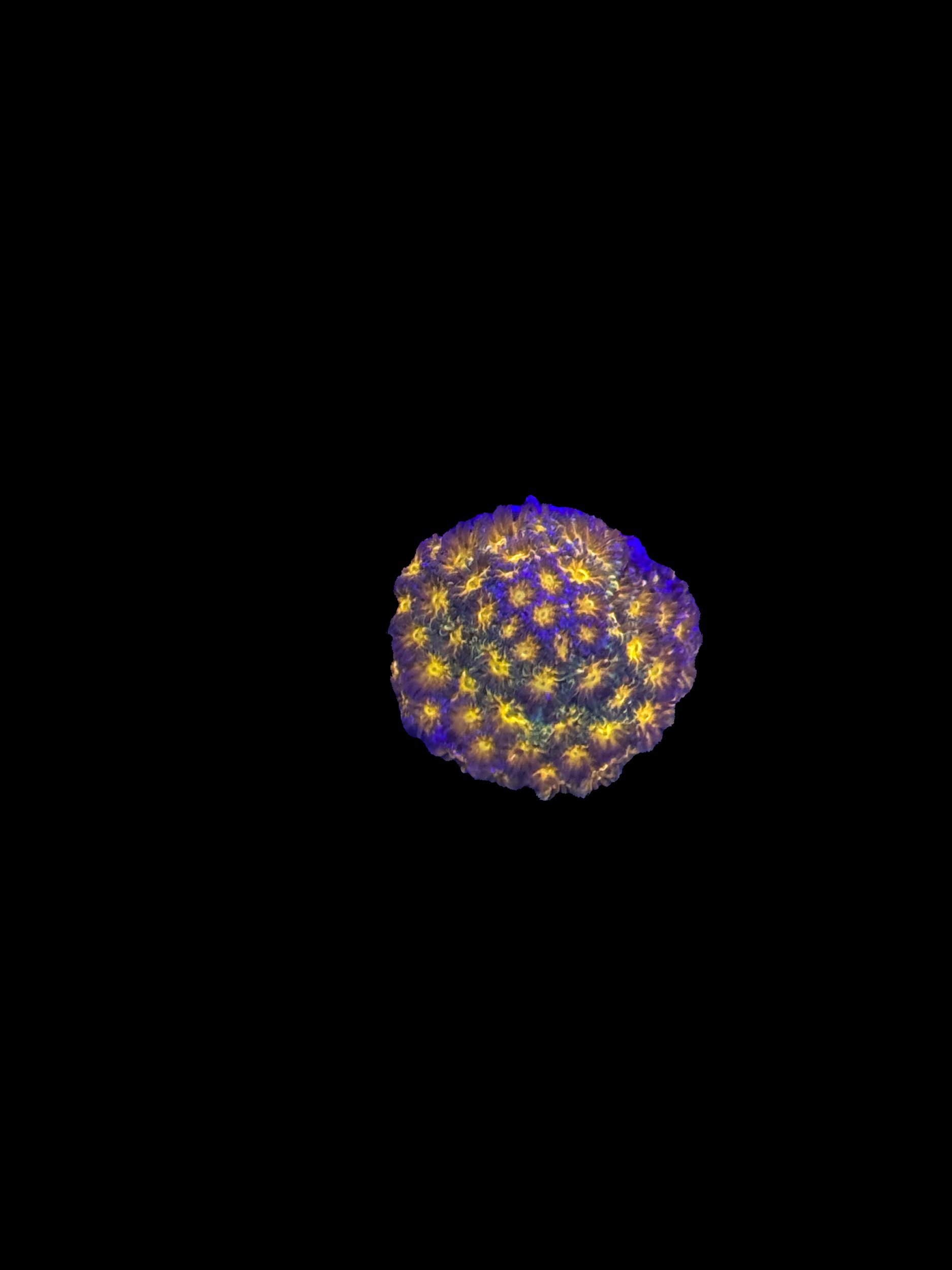 09098D7D-542A-4E97-90D0-88B9B4F8E364.jpeg
