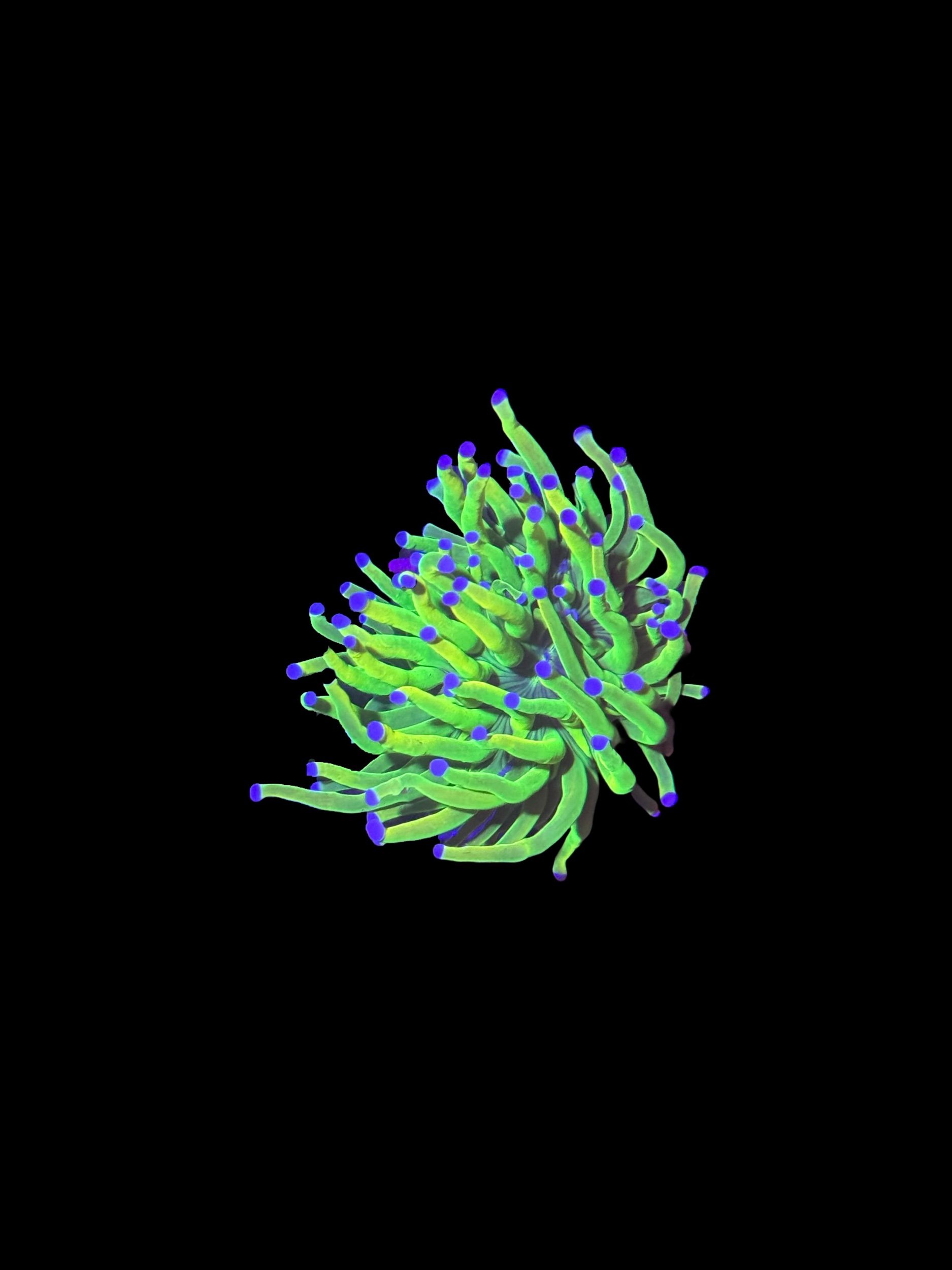 CD86F2C4-257A-4E14-96C4-6CF769316EC1.jpeg