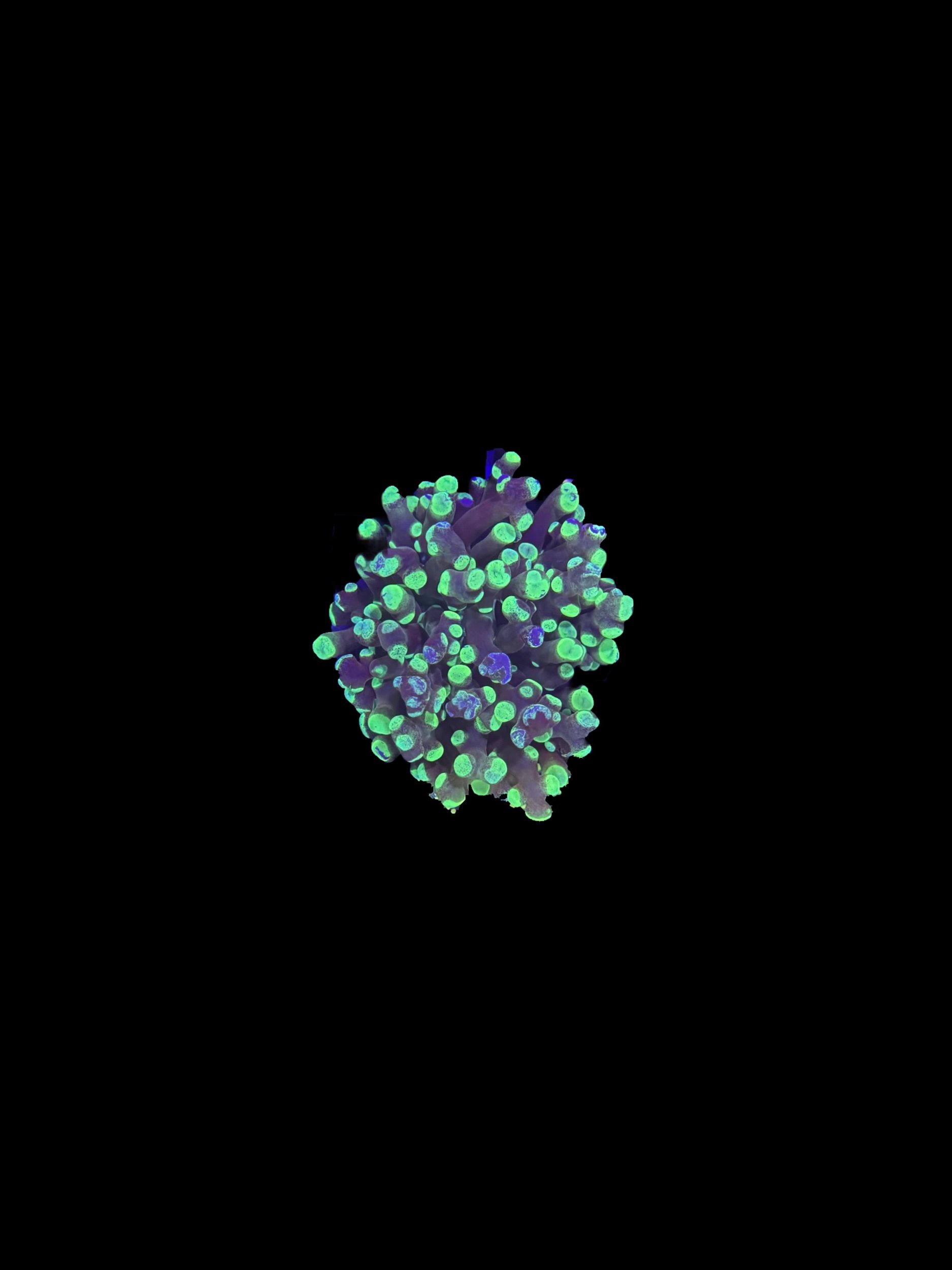 708E4E40-1031-4FAB-AE1D-DCB5241A7630.jpeg
