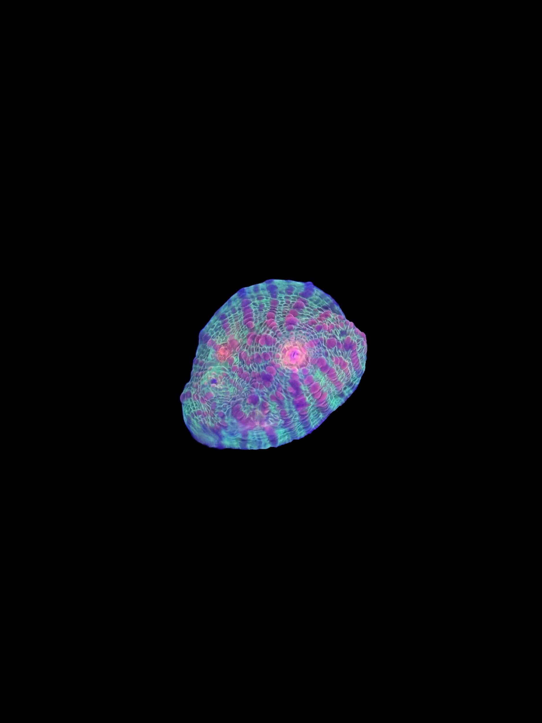 5E242BB5-6B77-4525-ACFD-4178FC01F3B7.jpeg