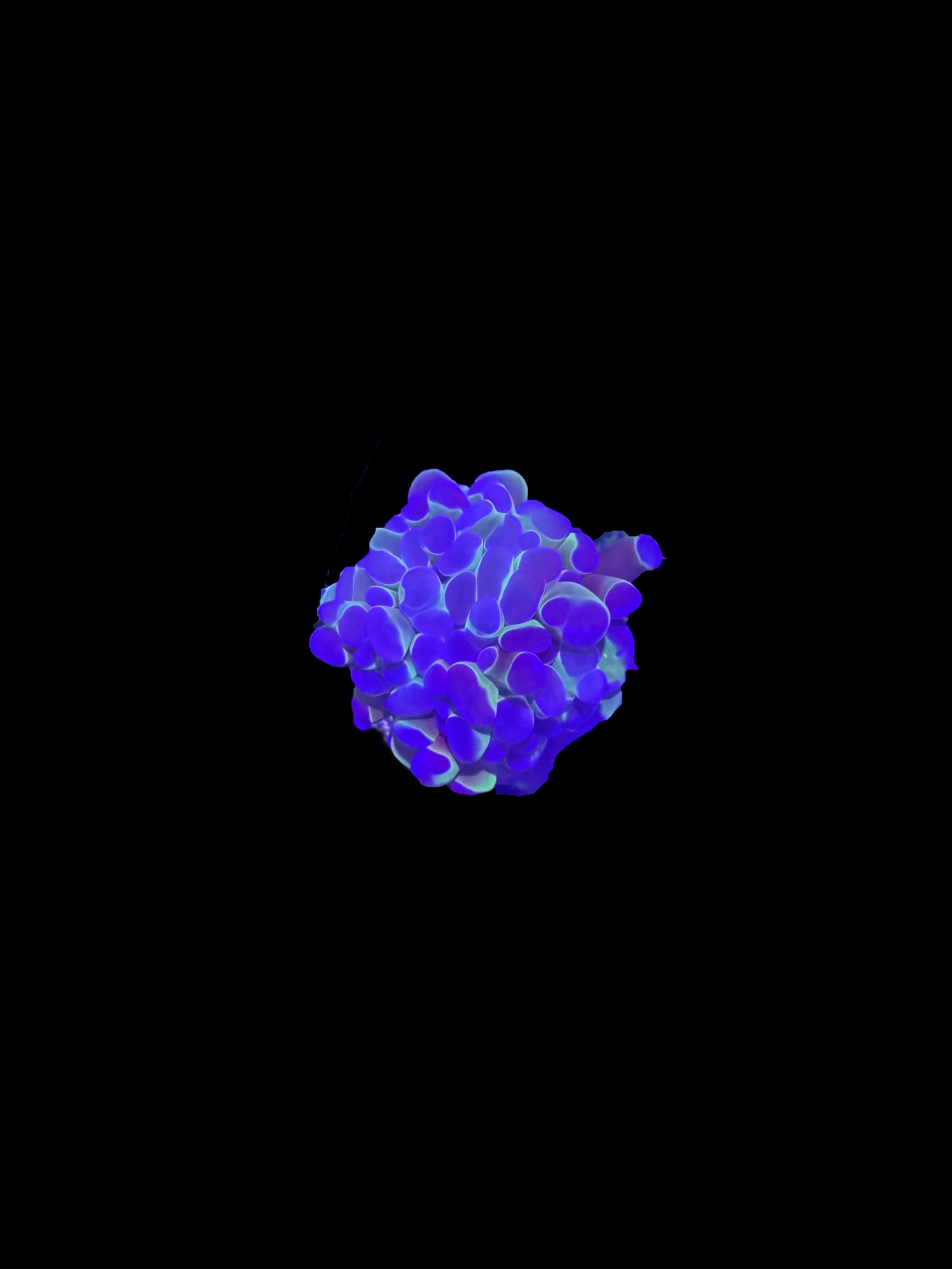 1195D9BF-D92D-4660-A66E-2483A78F72DA.jpeg