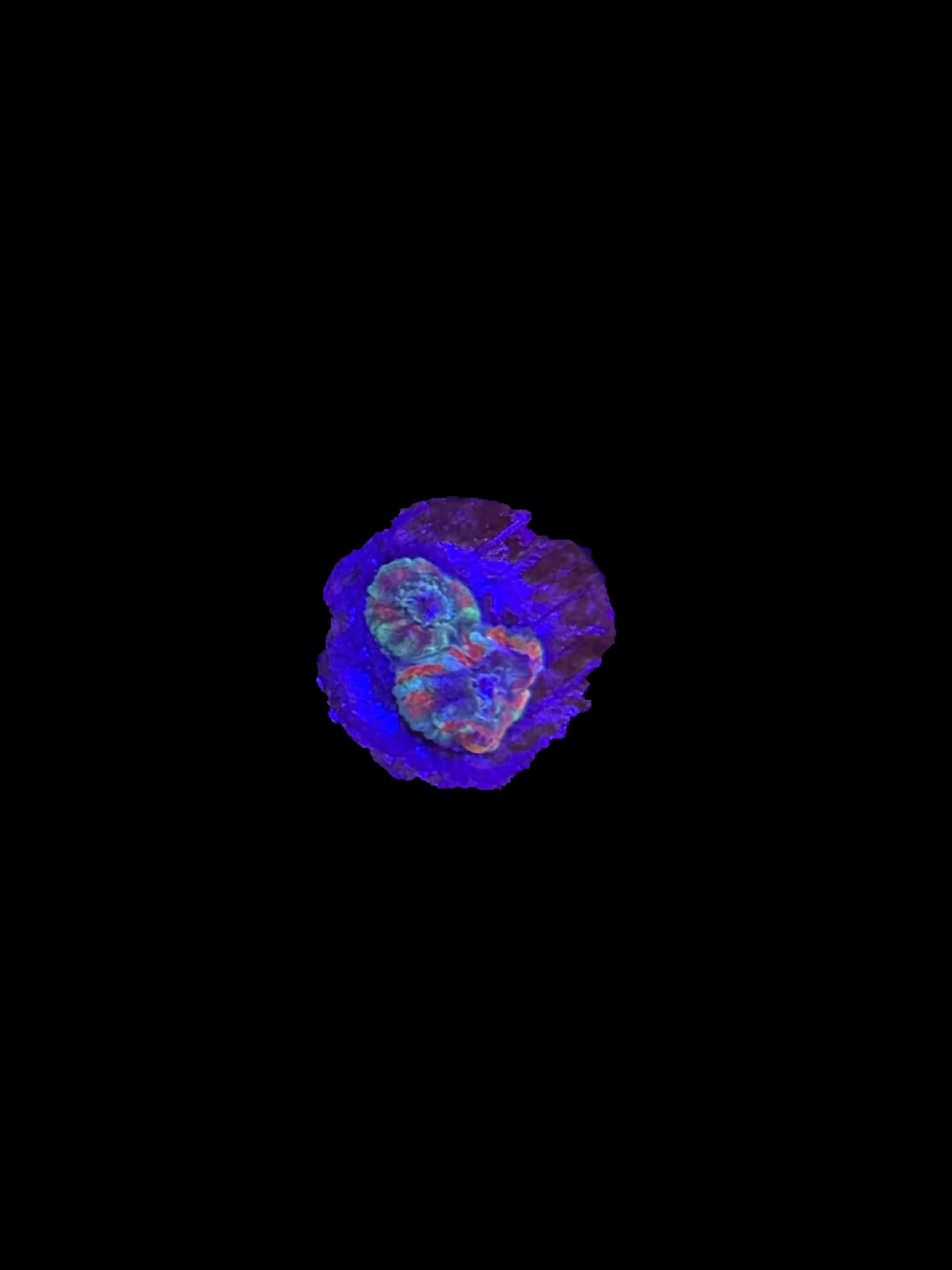 AD607D42-6645-460D-9EA1-EF93919591DF.jpeg