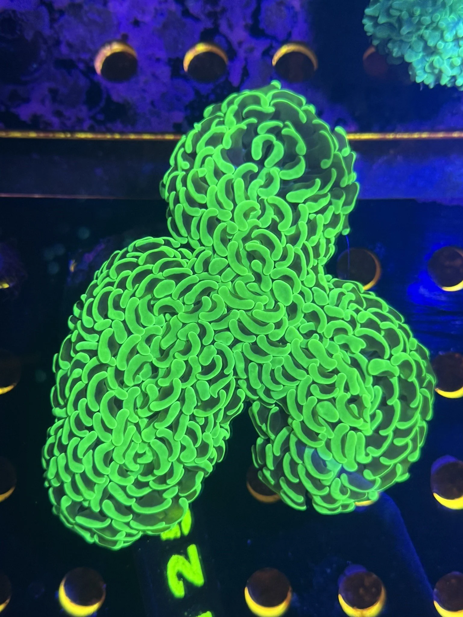 green wall hammer.JPEG