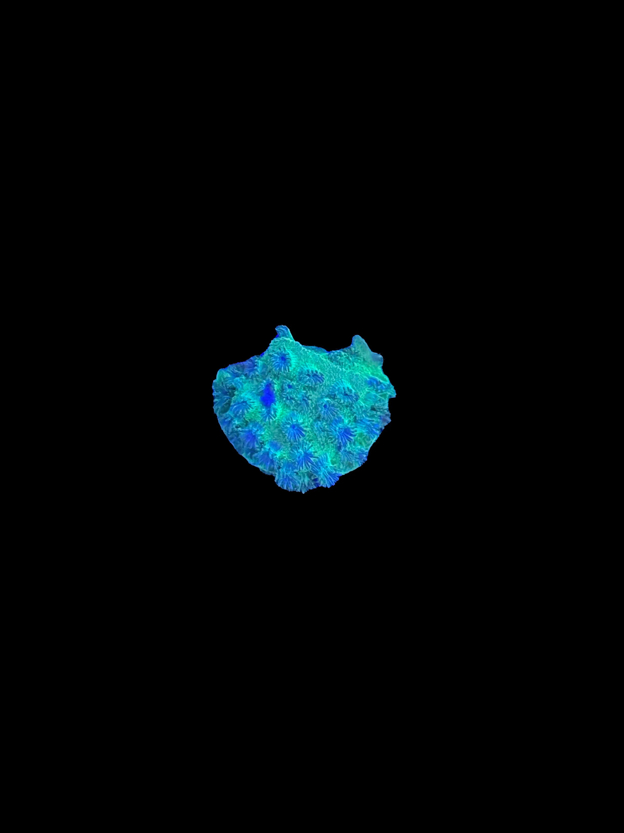 EDB82E91-B155-4168-8C5C-E6D4AA5BAD6E.jpeg