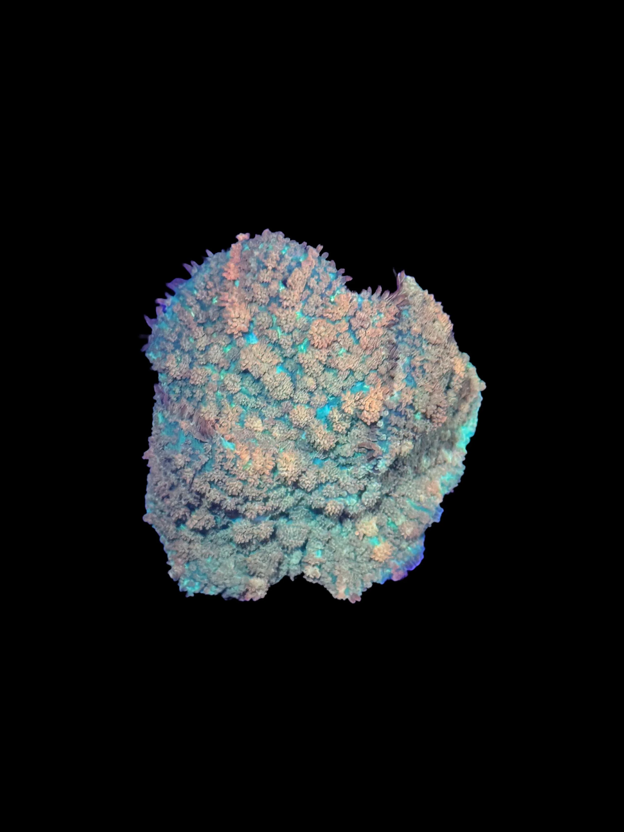 3D2B5FCB-D3AC-491E-A907-D791768EDAE4.jpeg