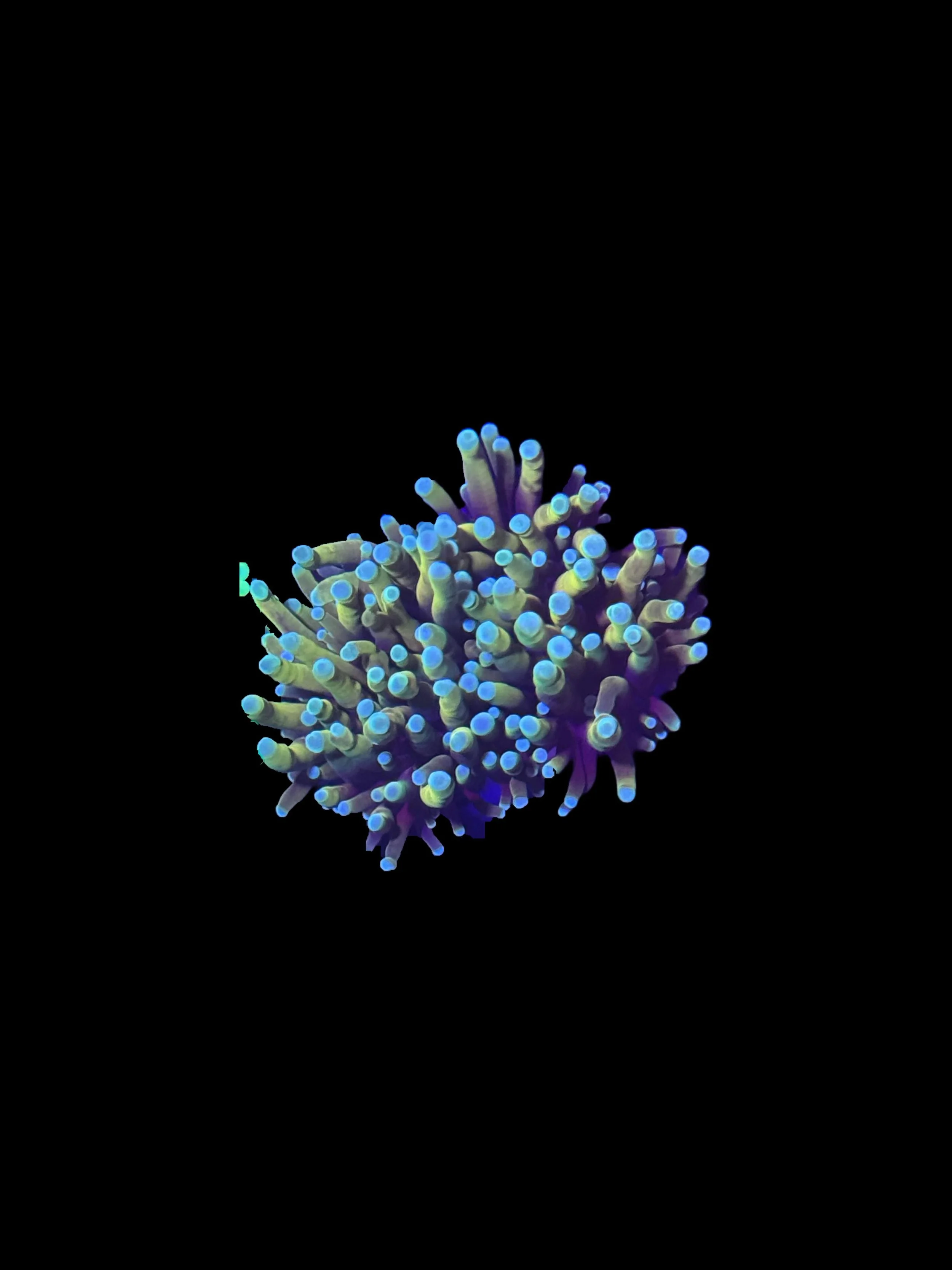4E22DFEB-F993-4817-8475-C71218ECFFA1.jpeg