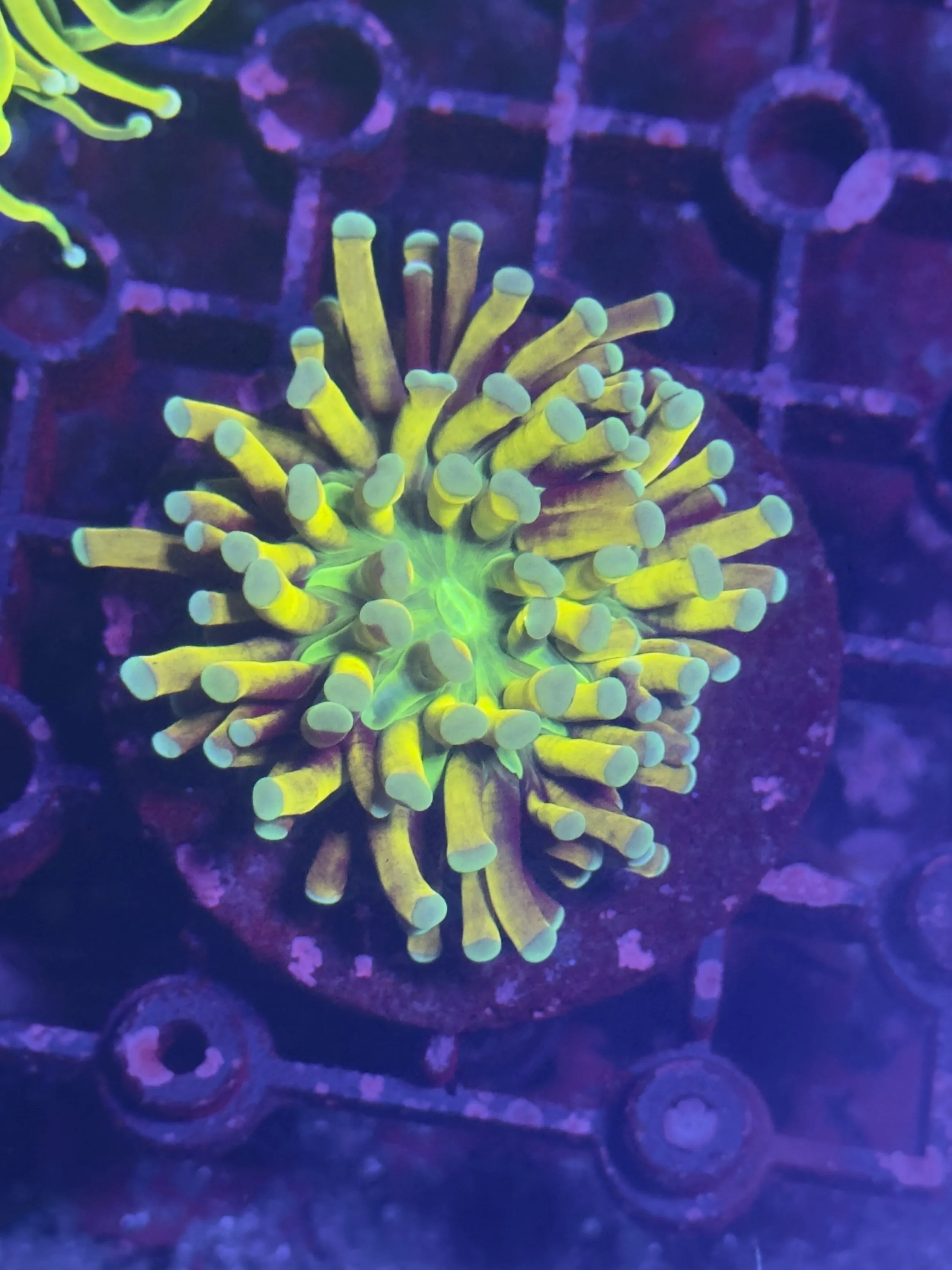 Tiger banana torch A Grade