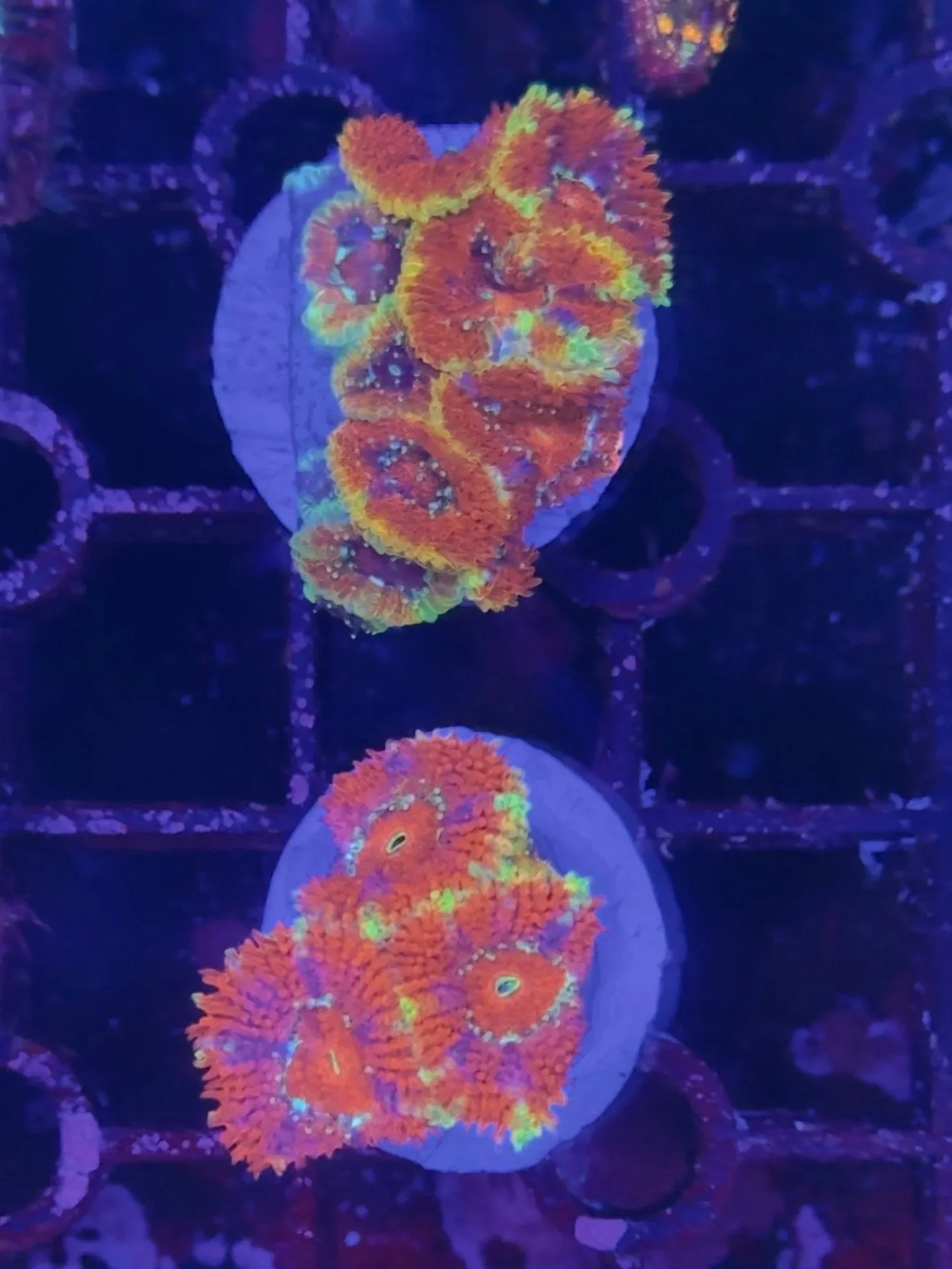 Rainbow Acan frag