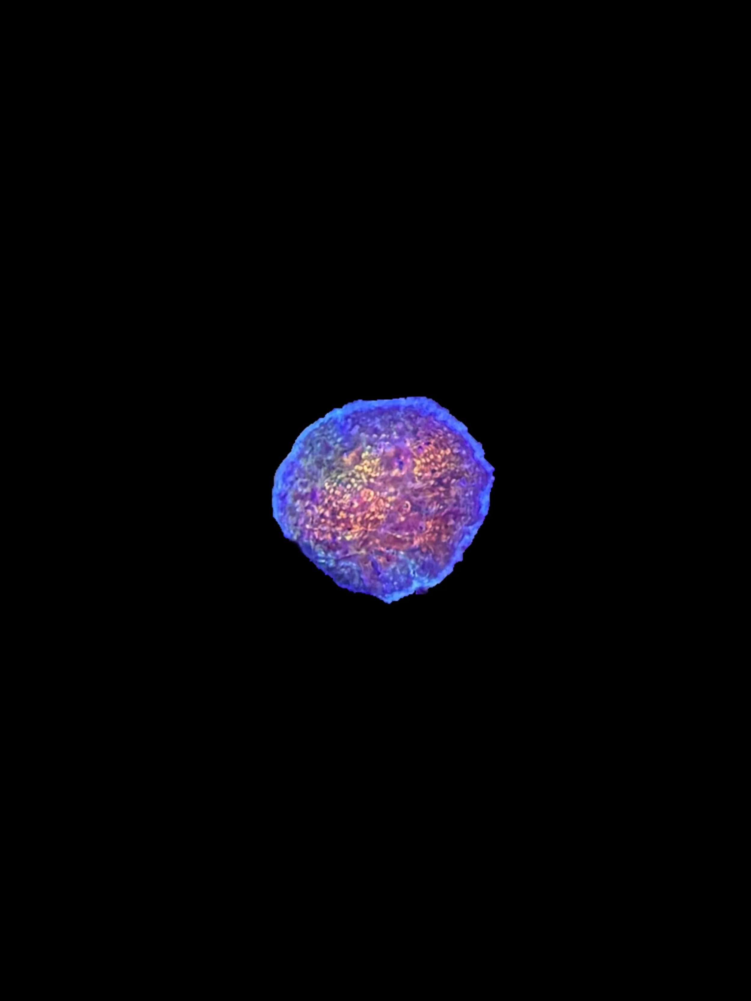 A70105A1-B989-4C01-9273-E5920EC70415.jpeg