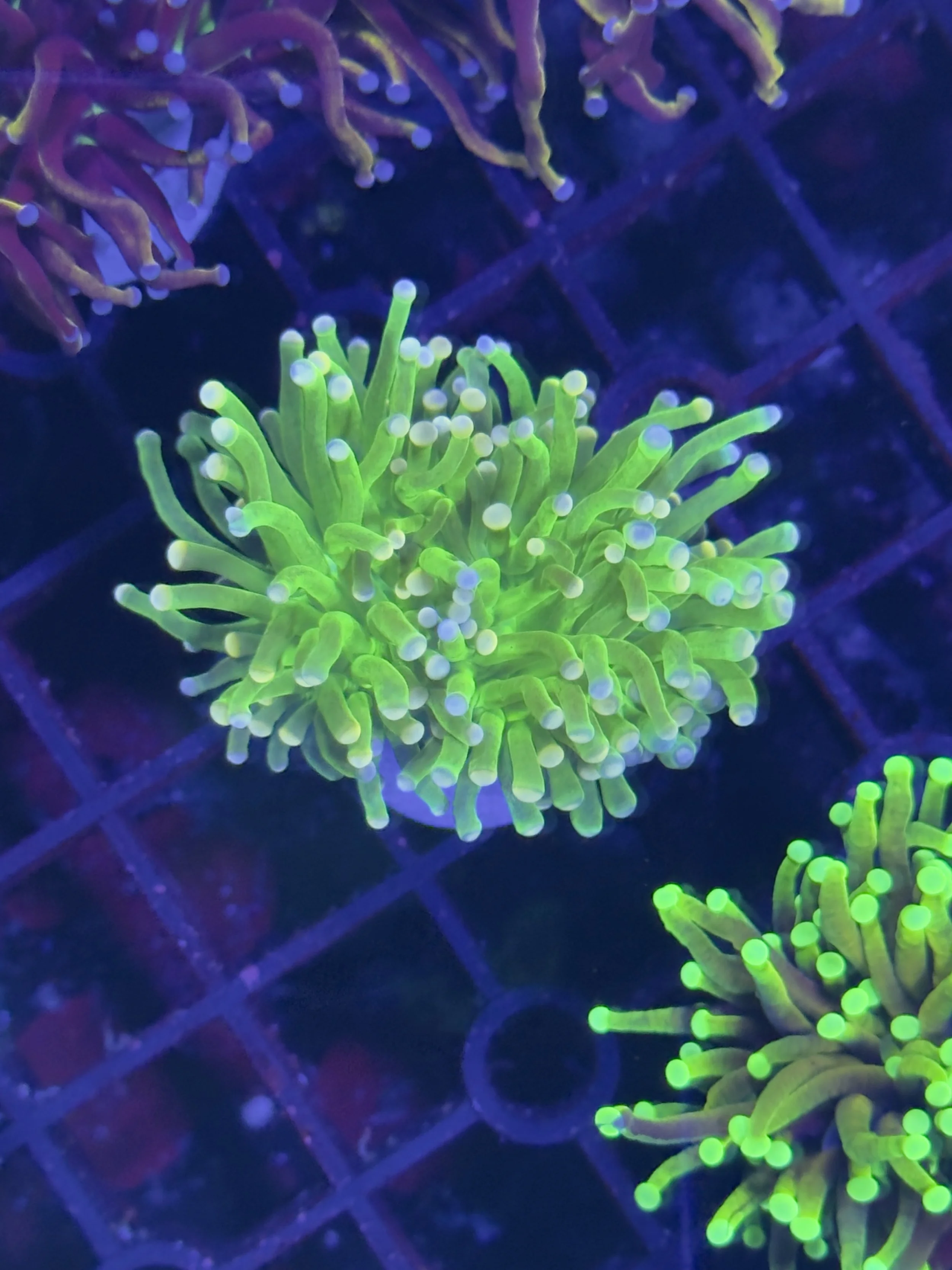 Cotton candy torch single head