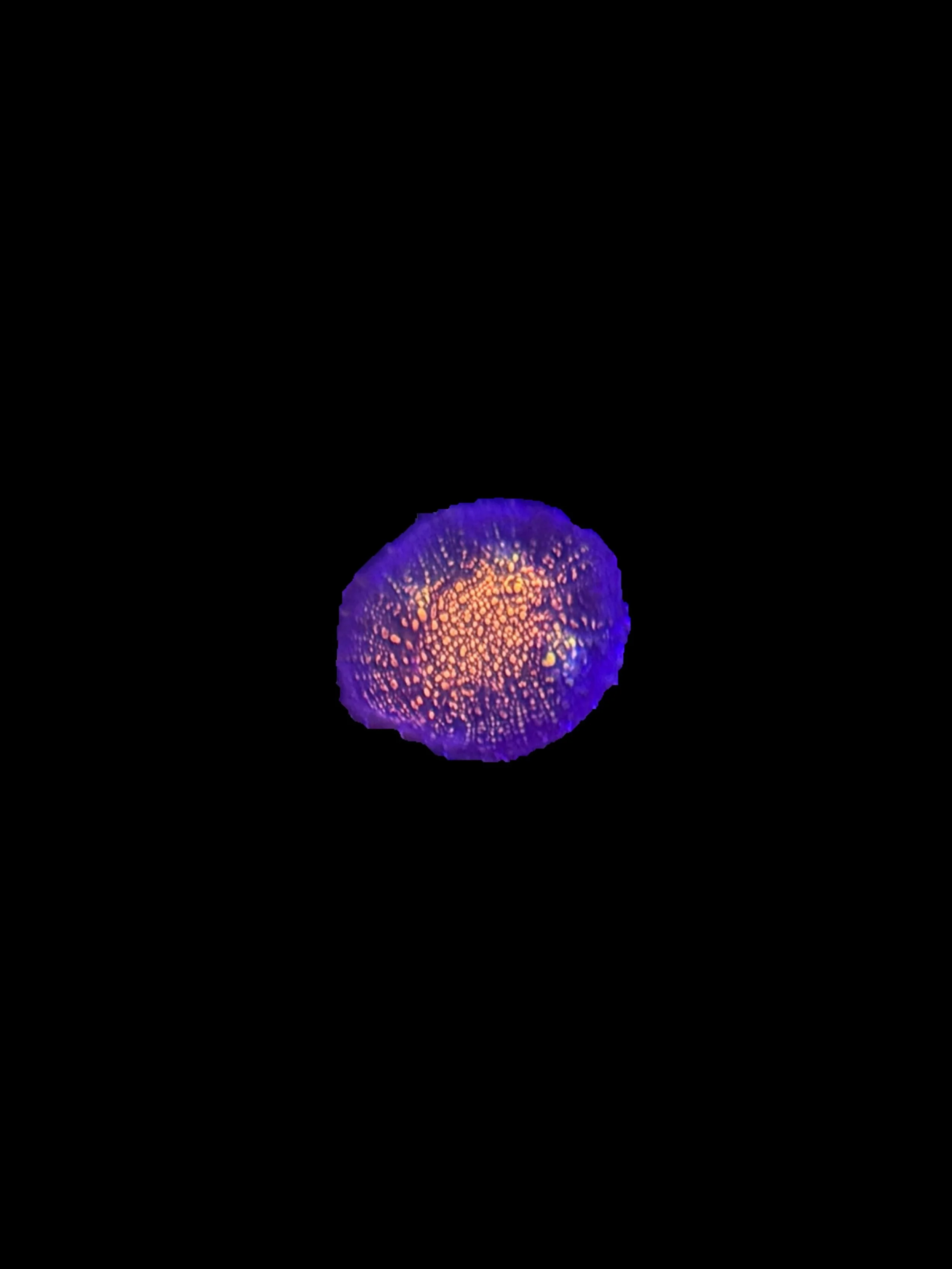 94336454-35B0-42DF-A903-A38980B17F35.jpeg