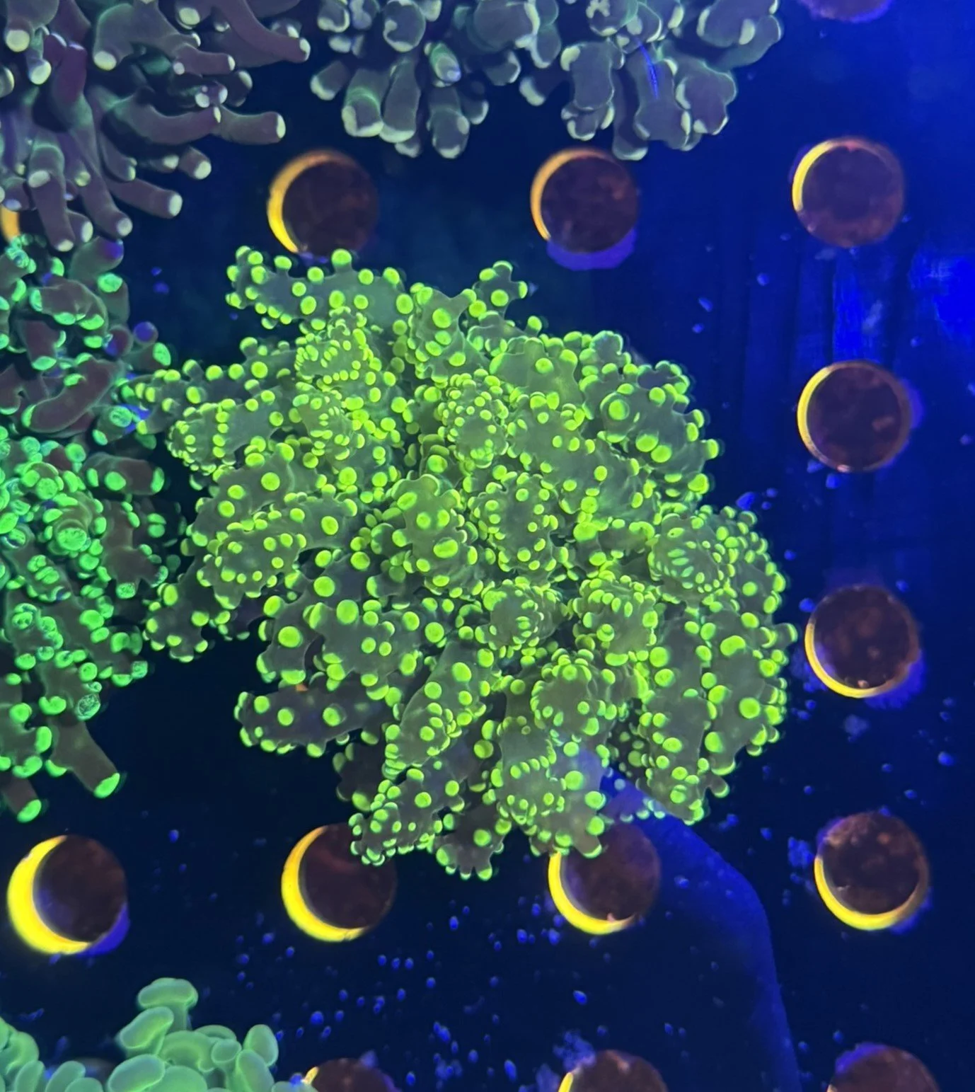 yellow octospawn.JPEG