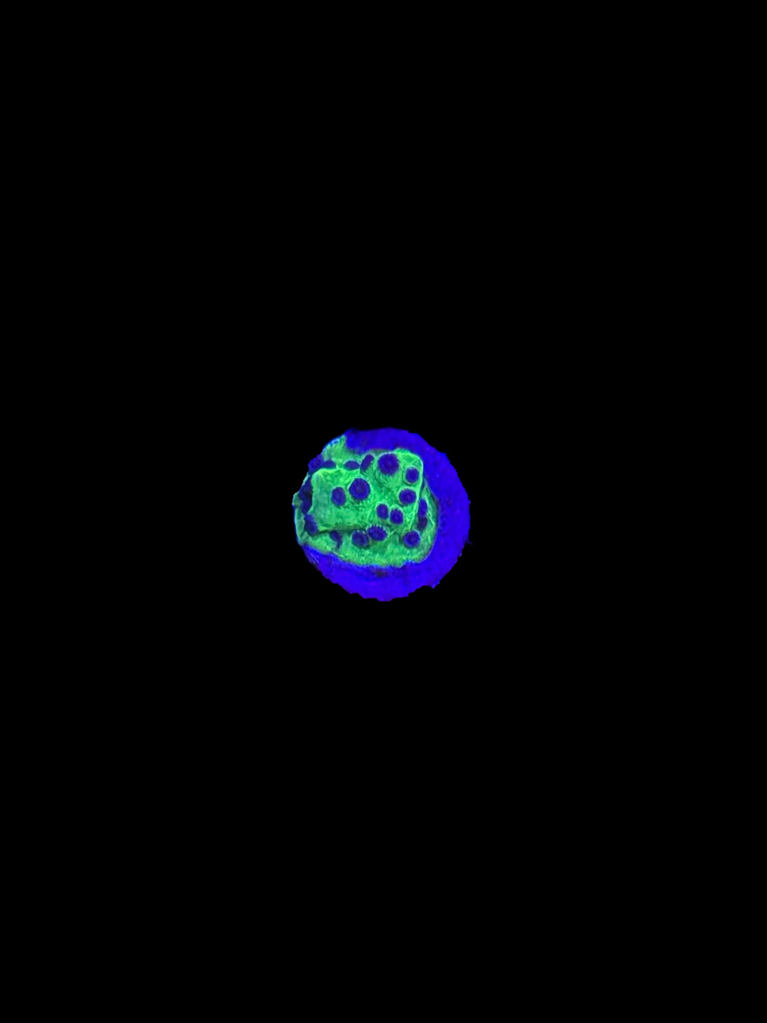 93F8DEA9-8B09-4AAB-A621-22EBD54D8746.jpeg