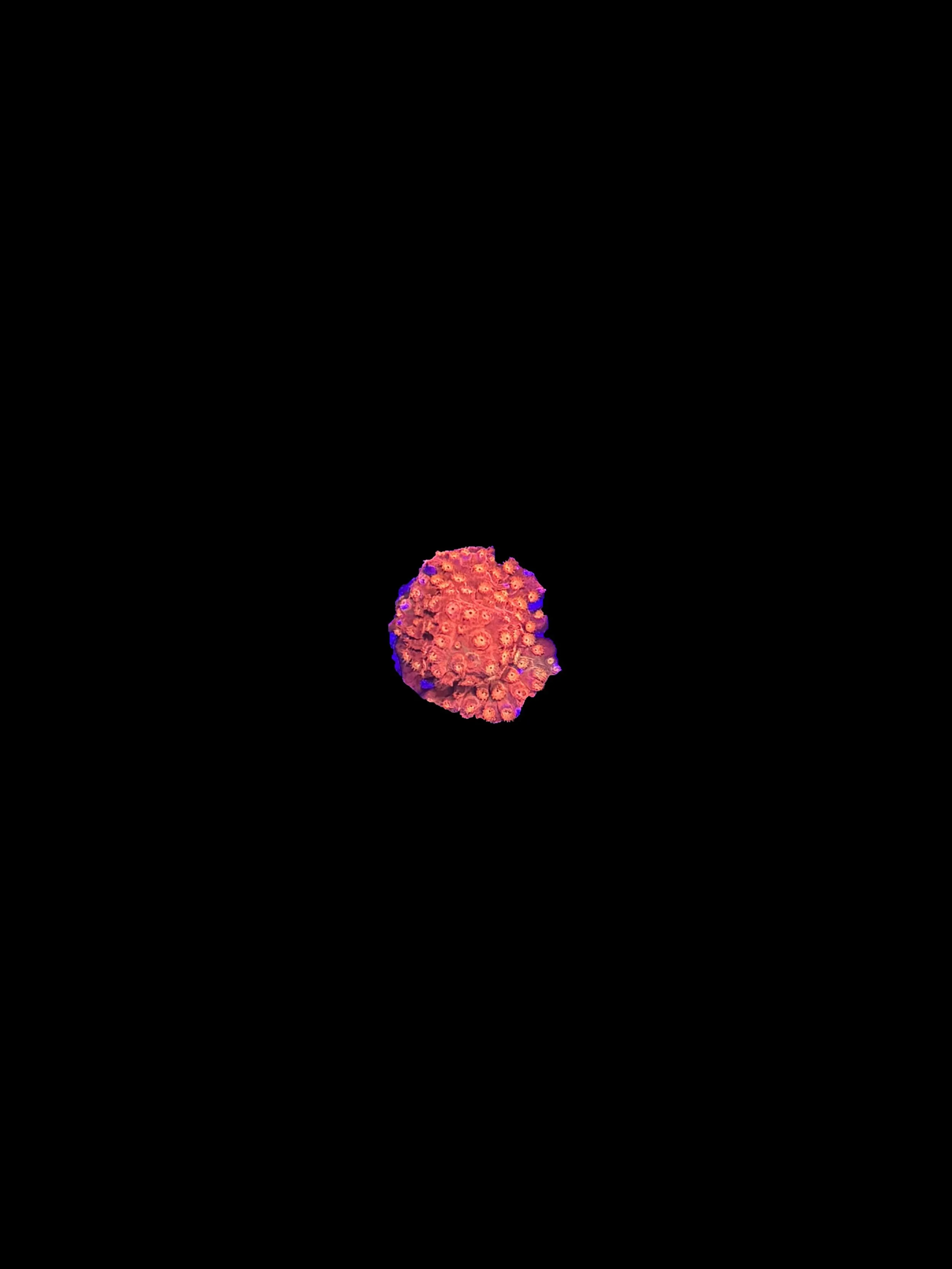 50564704-76F7-45DB-998F-681B8AF346D6.jpeg
