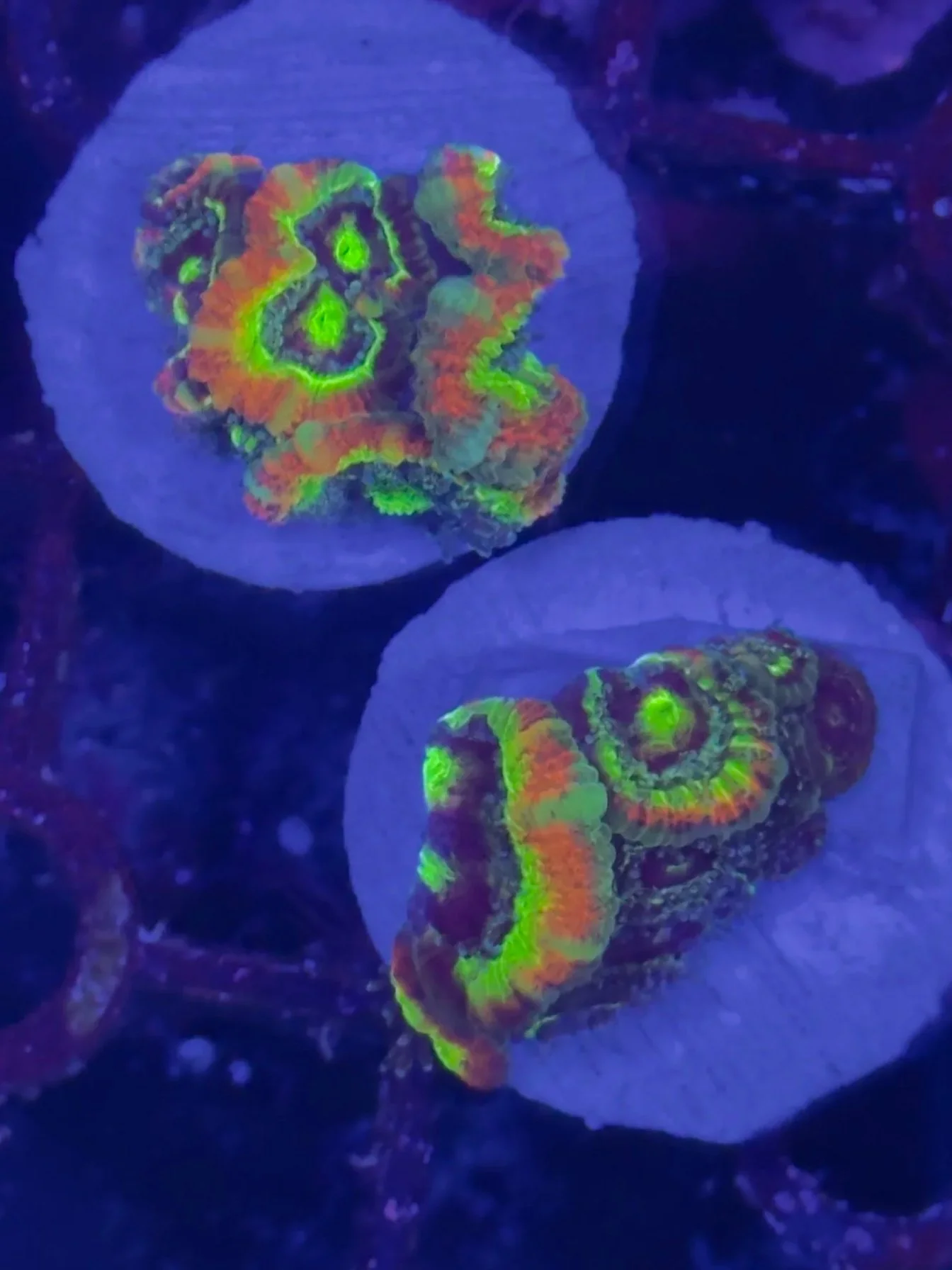 Australian holy grail micromussa frag