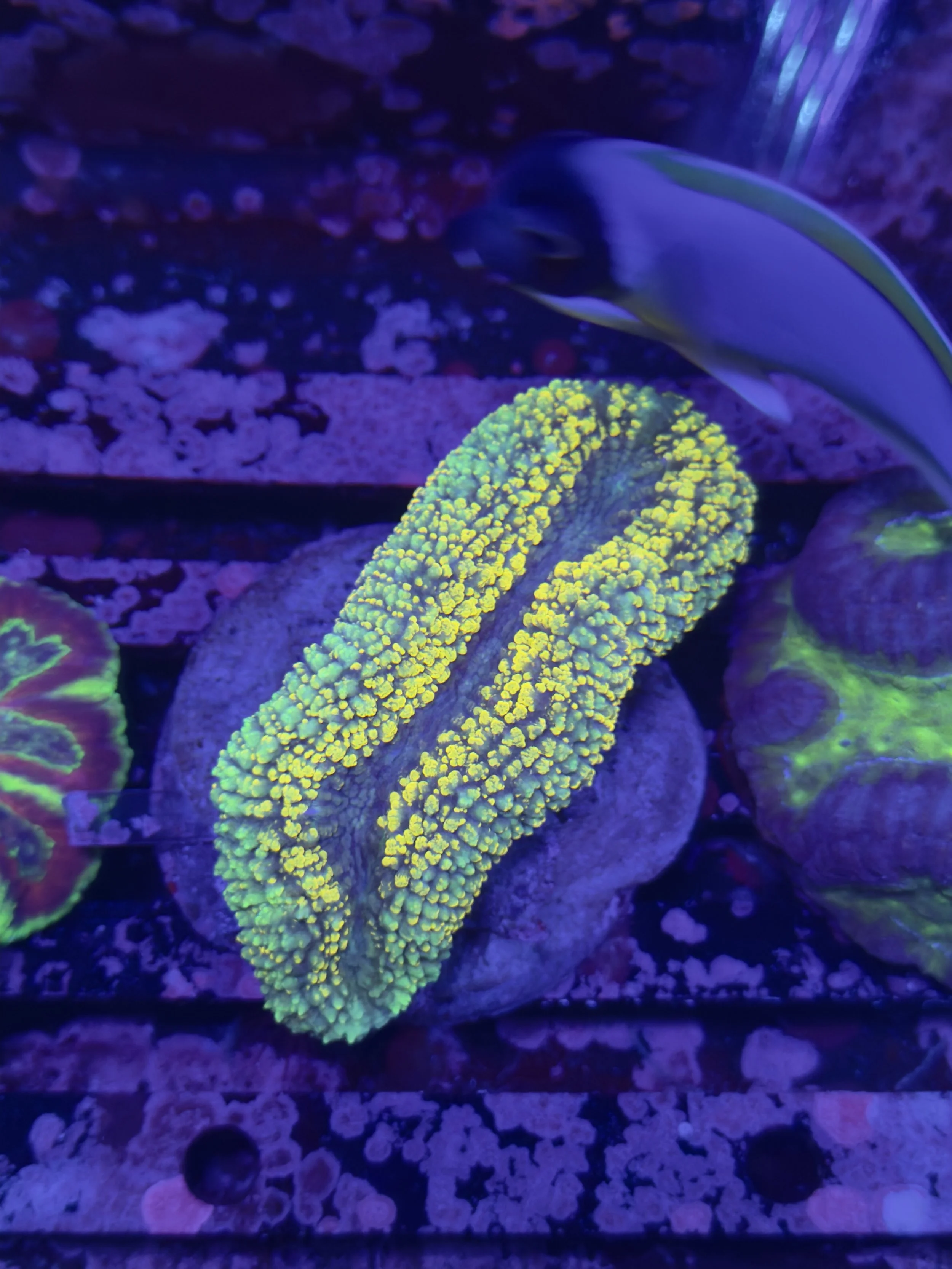 Gold Lobophyllia