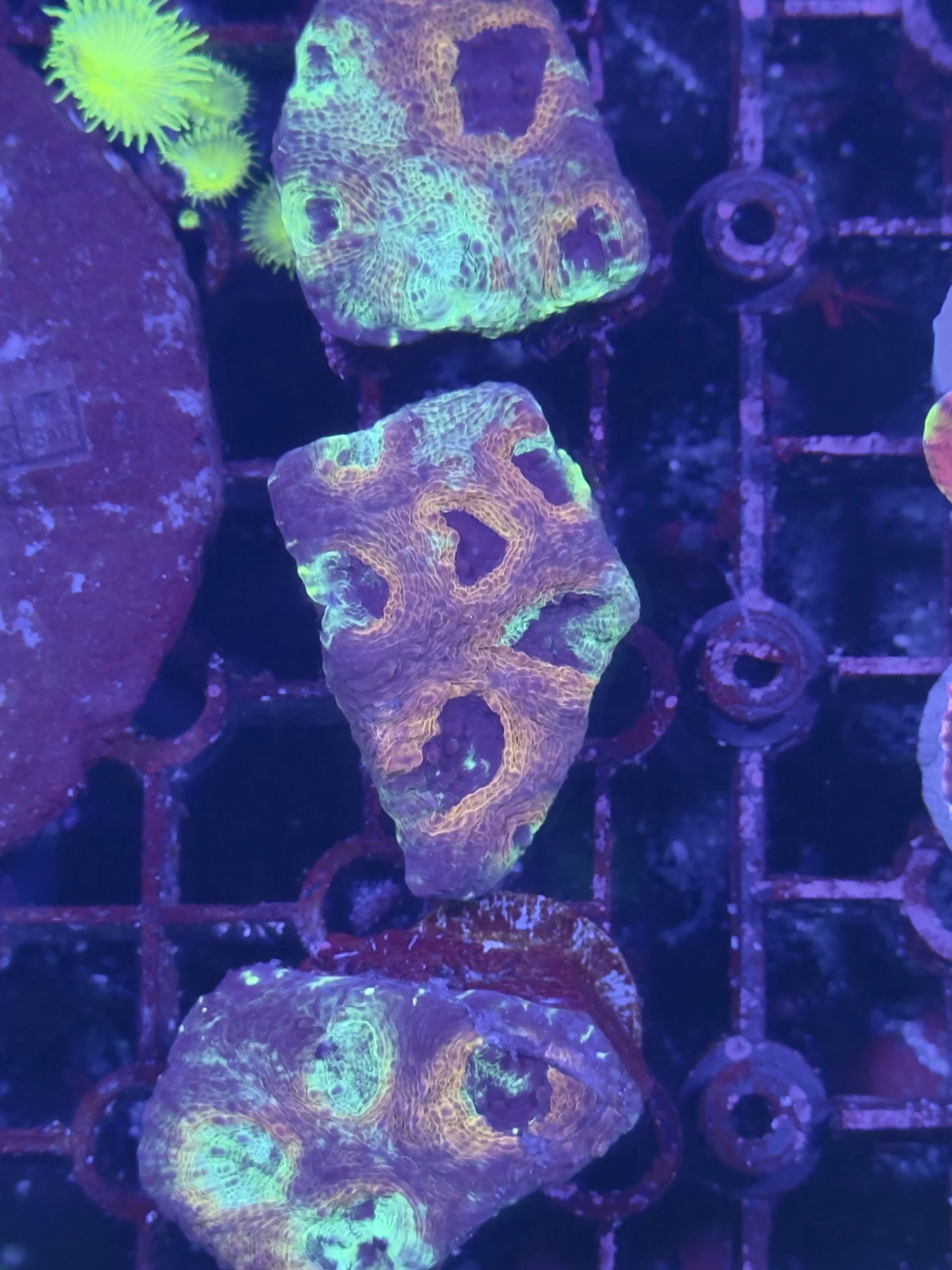 Acan echinata orange/ green