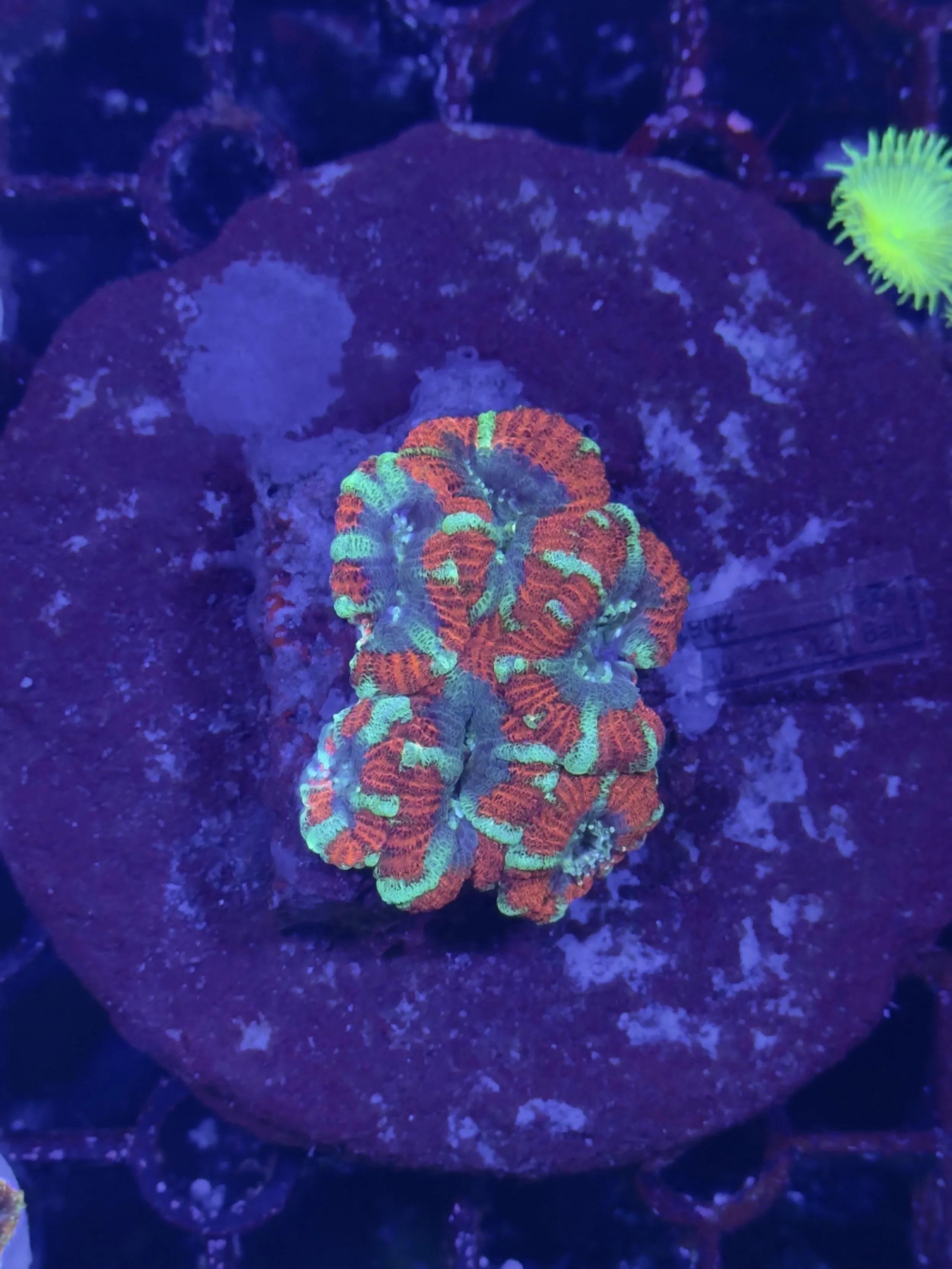 Acan Lordhowensis mini colony