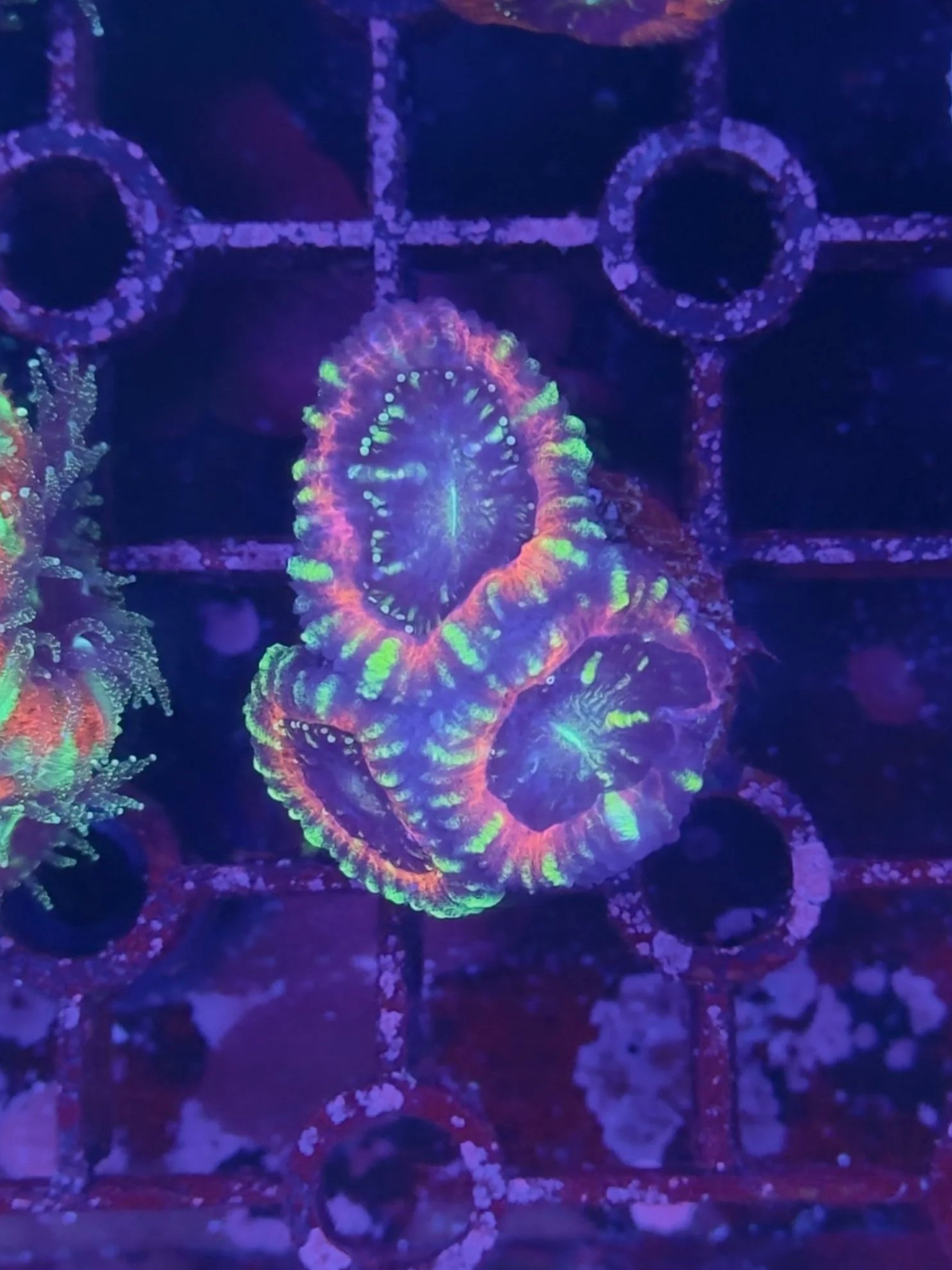 Red and blue Acan frag