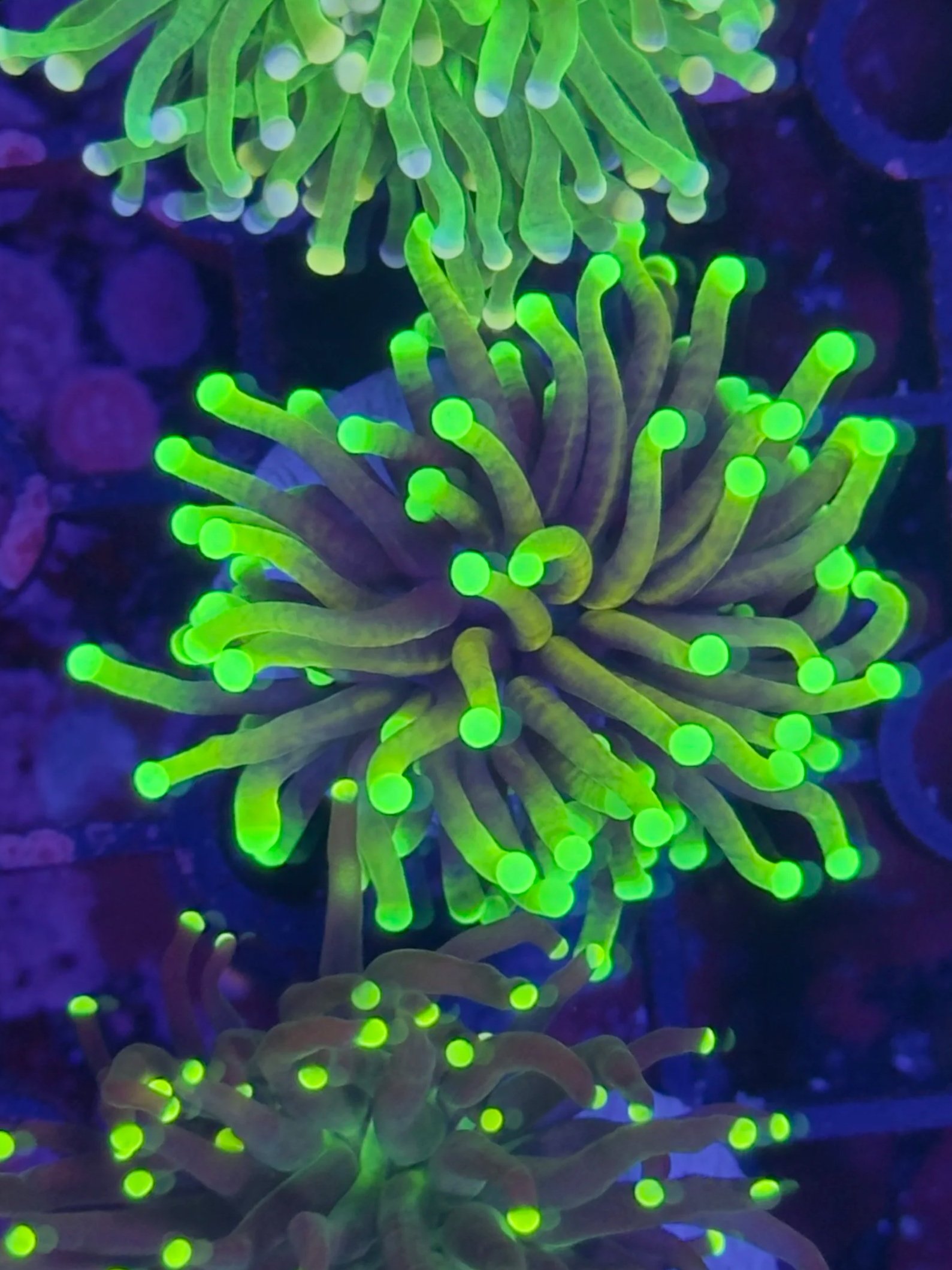 Dragon soul torch single head