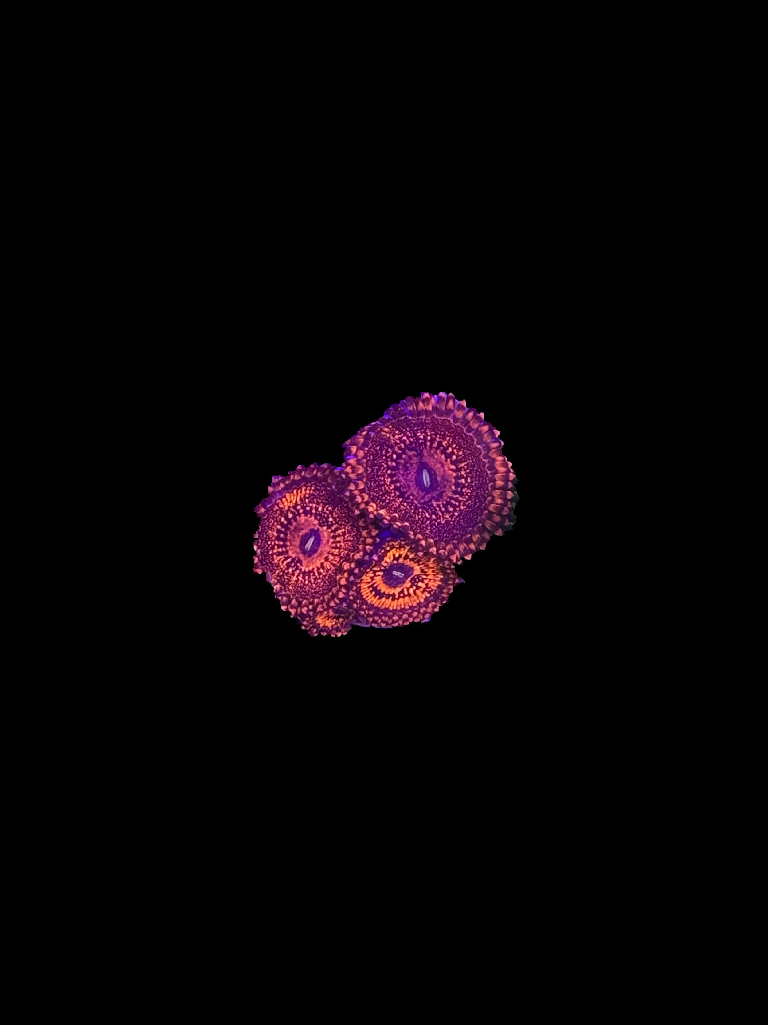 C74DA082-F8EC-47F8-B7B8-2FCDECD79DA4.jpeg