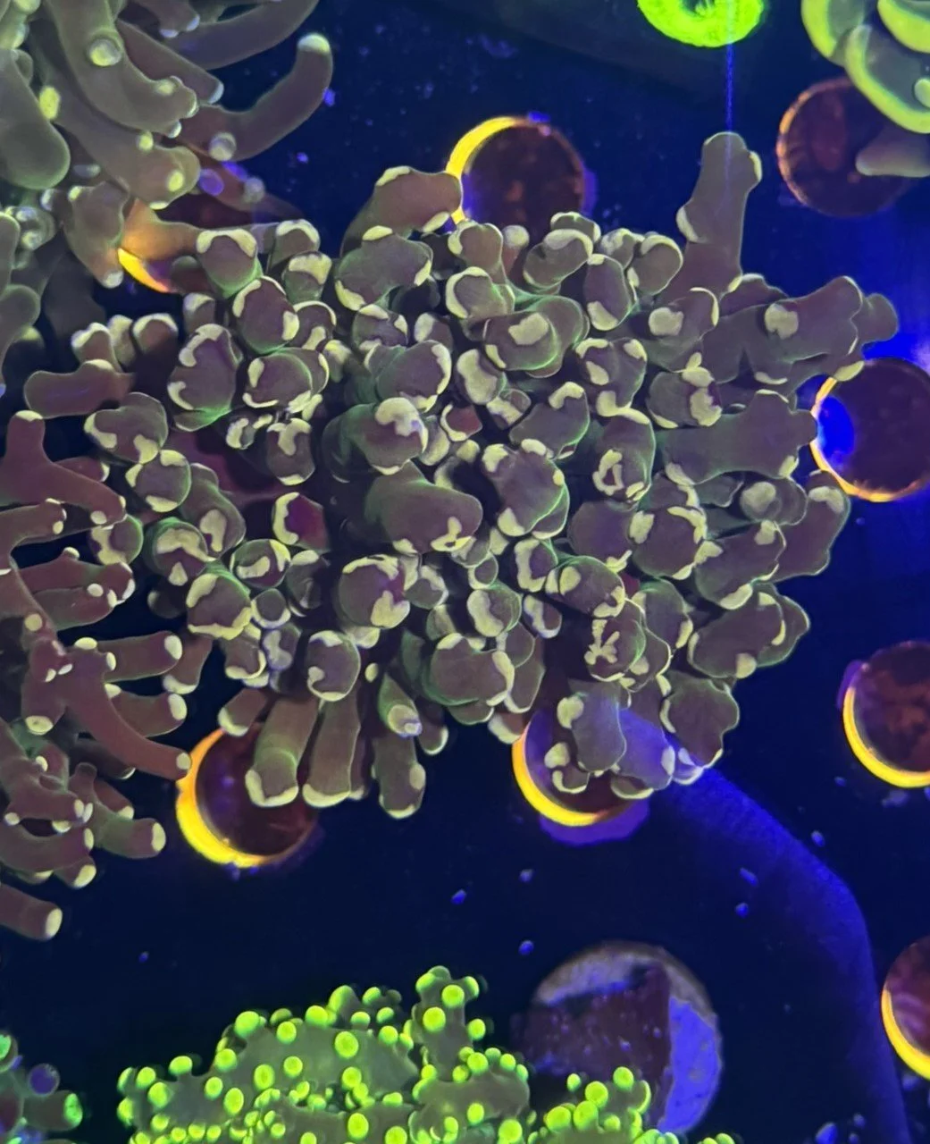 pink green frog.JPEG