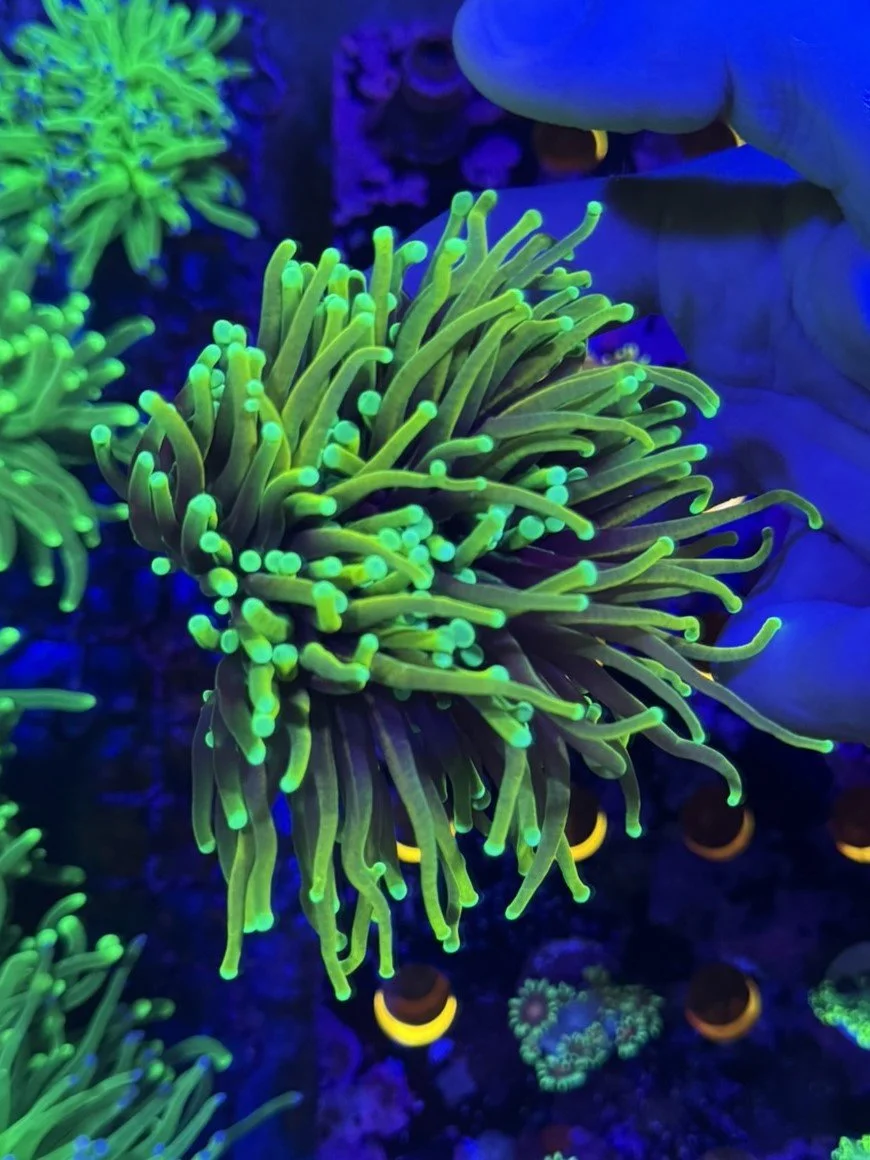 dragon soul double.JPEG