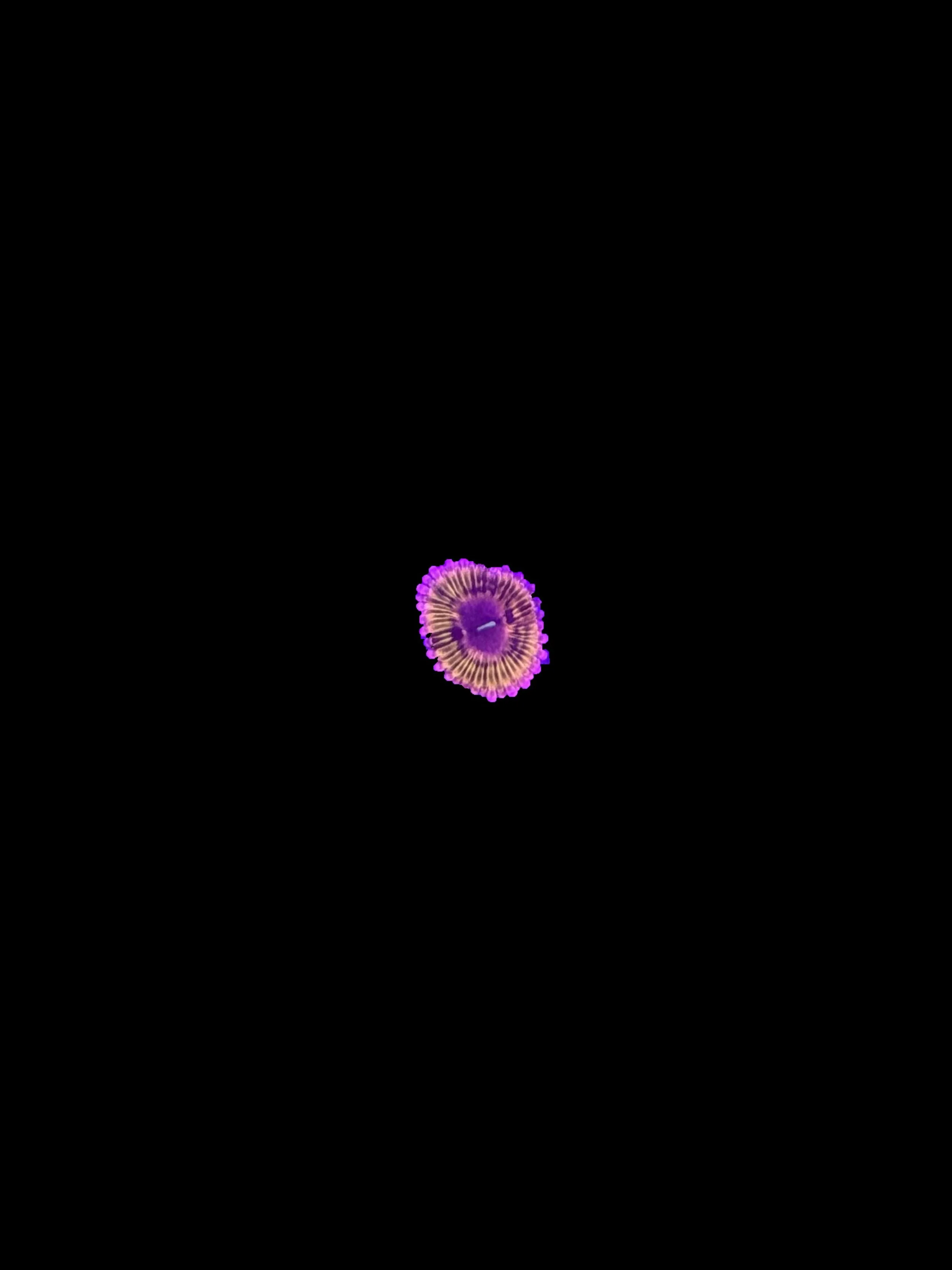 DF50EC26-D59E-484A-96E3-DB754D57F074.jpeg