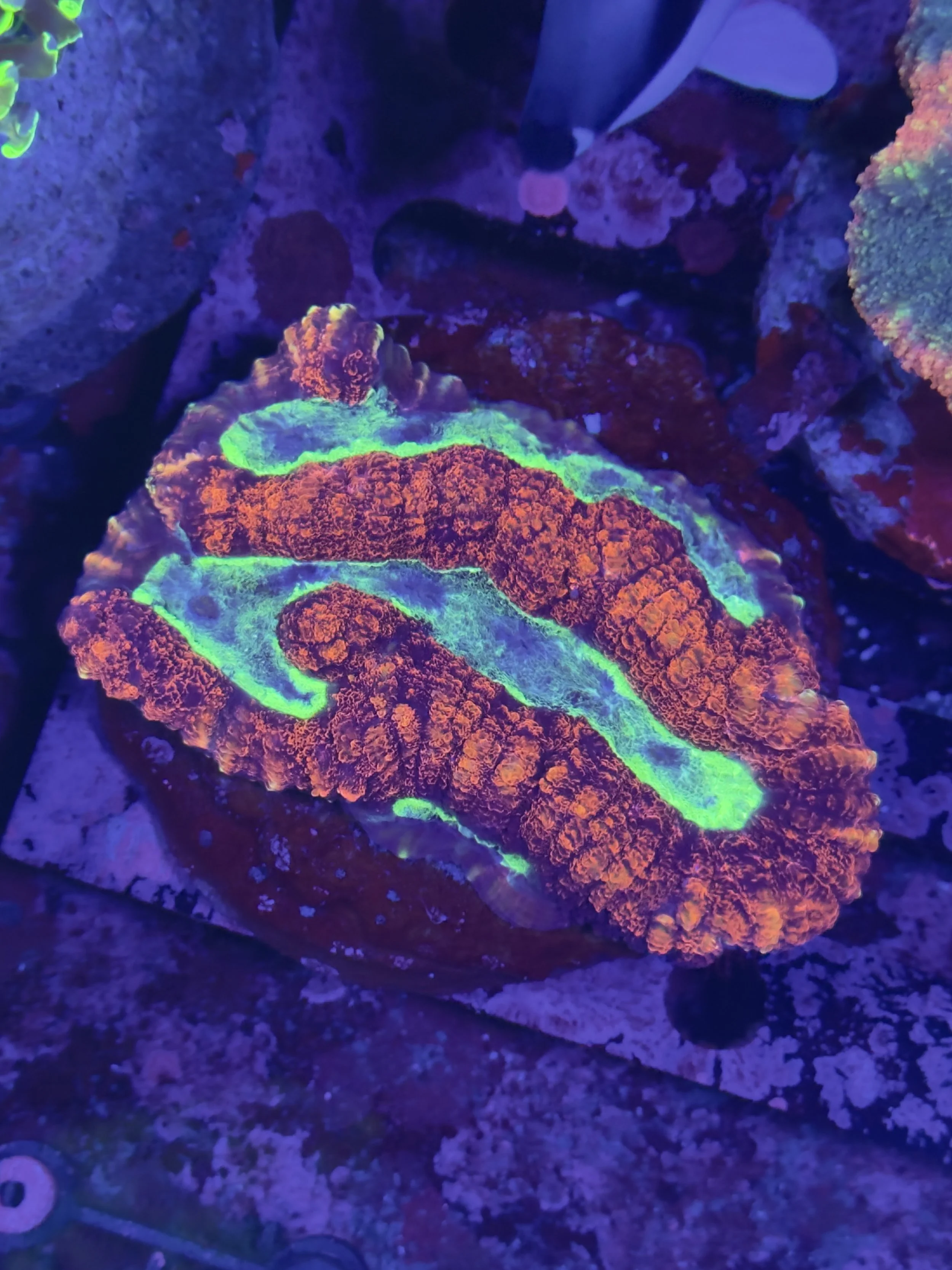 Red tosca symphyllia