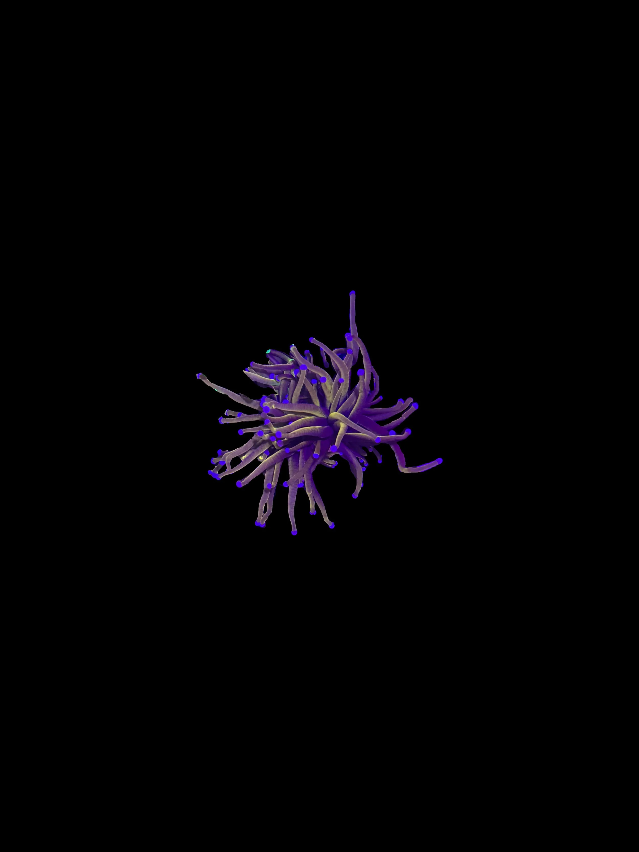 C780EF41-9E39-4AF7-9E2D-5B3552FB366E.jpeg
