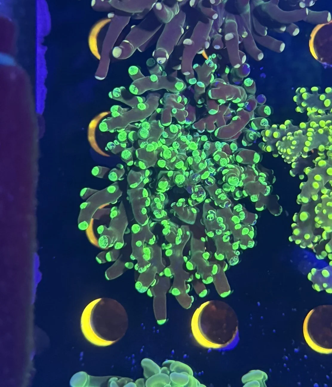 green splattter frog.JPEG