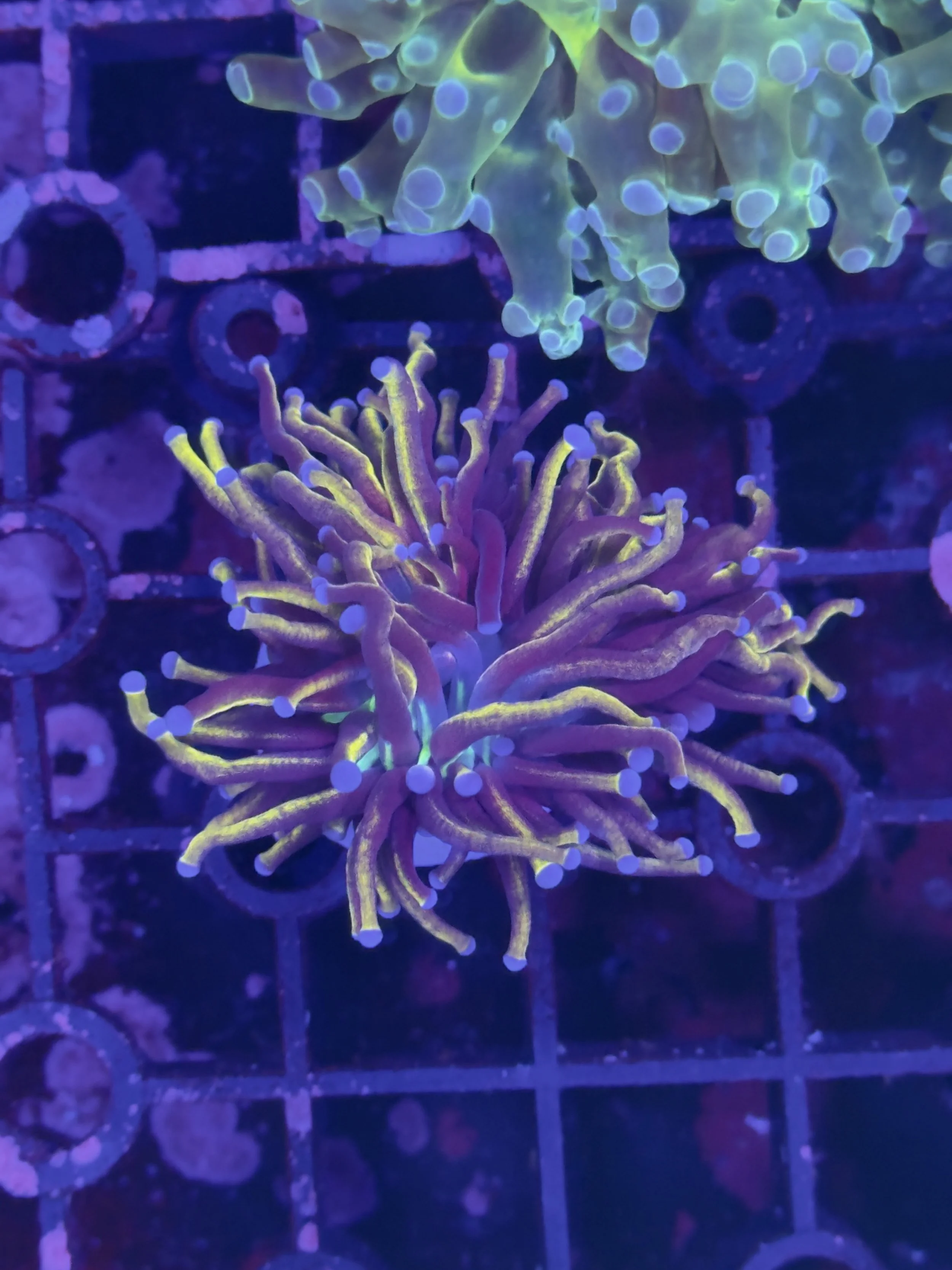 24k single head torch