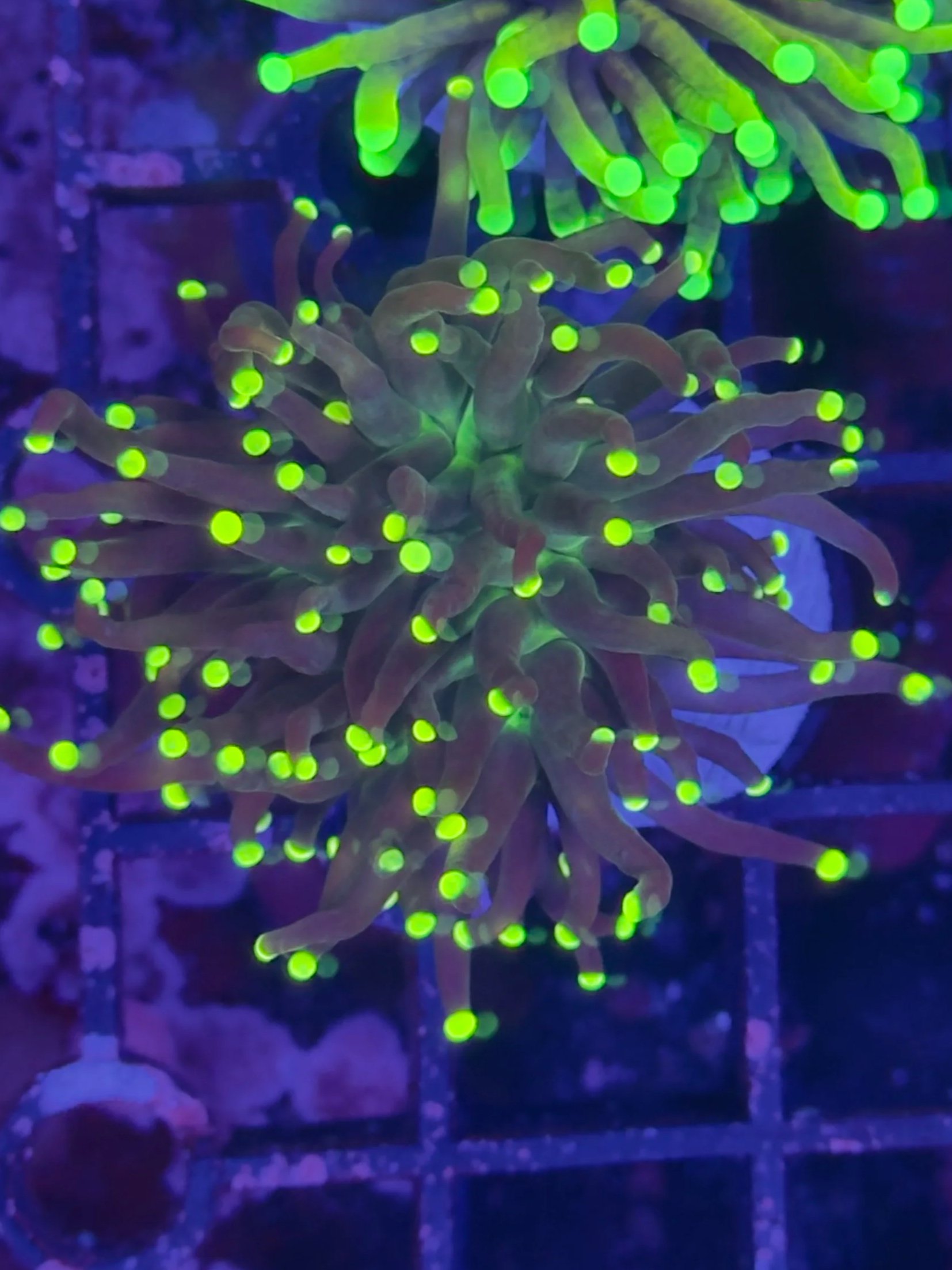 Yellow tip black torch/ green mouth single head