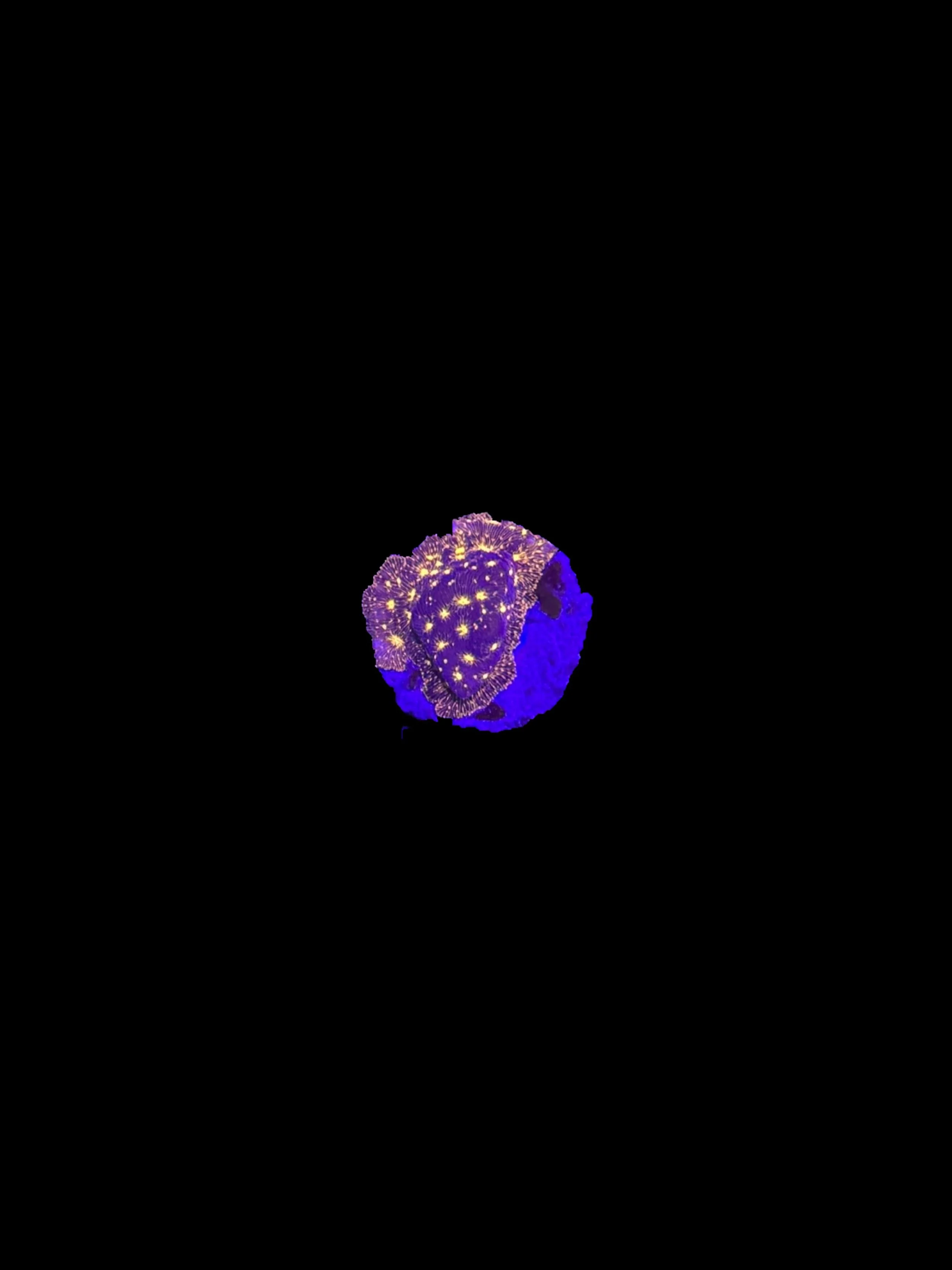 D5D8B609-C047-4535-ABBF-E0CC96FE1F41.jpeg
