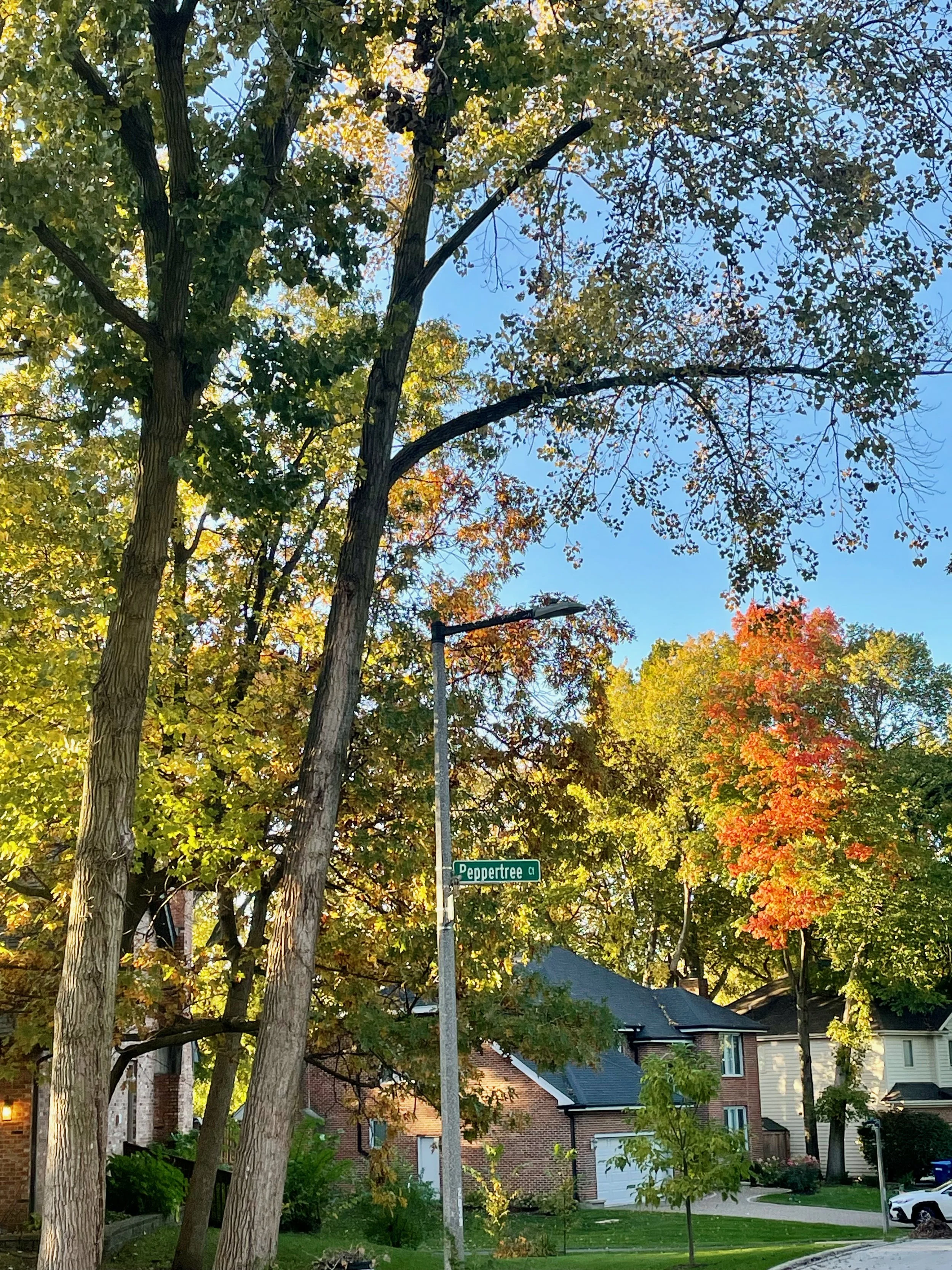 933-PEPPERTREE.jpeg
