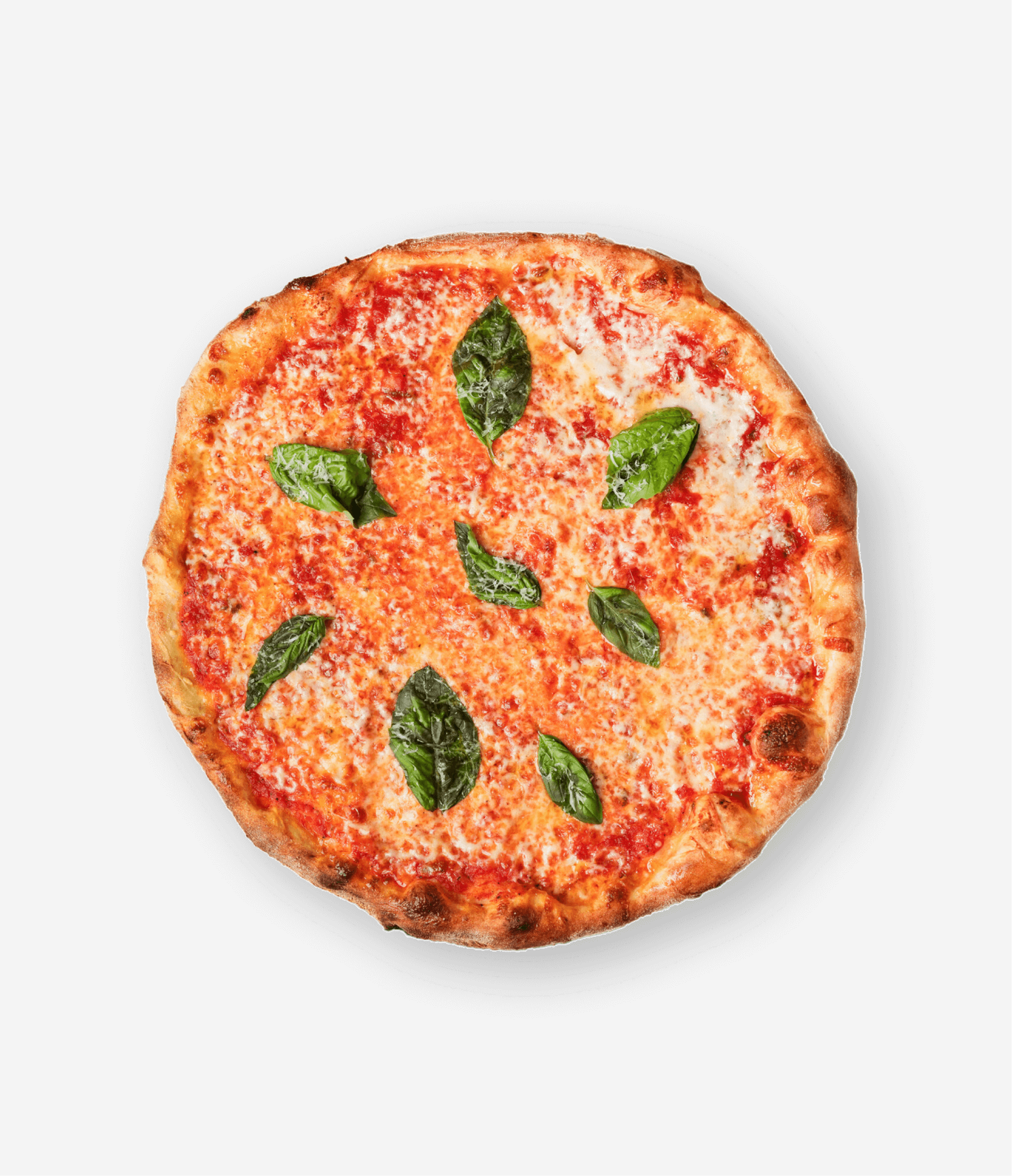 A cheese pizza topped with fresh basil leaves on a white background.