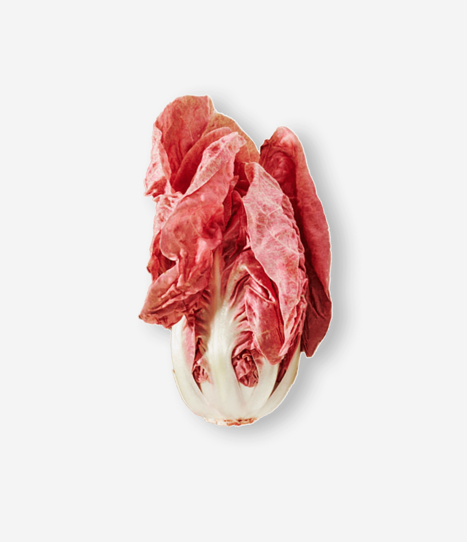A head of radicchio lettuce with pink and white leaves
