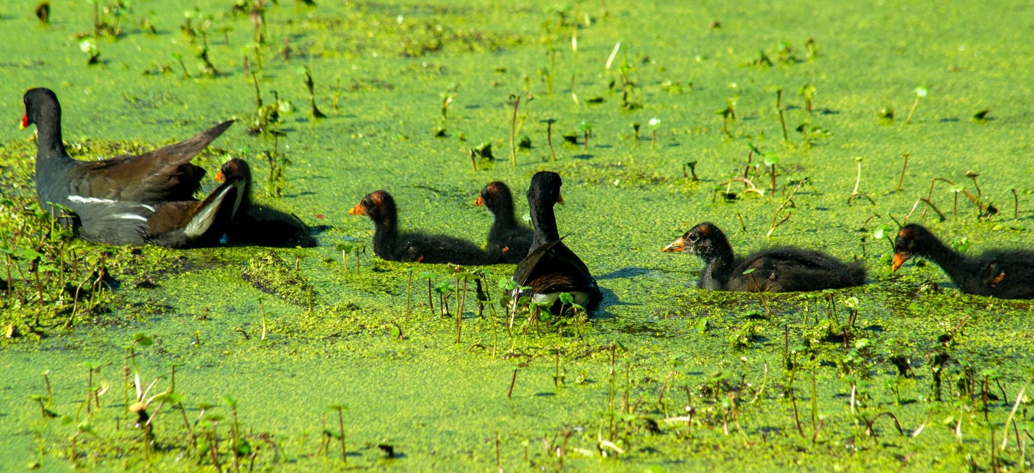 DSC_0067.jpg